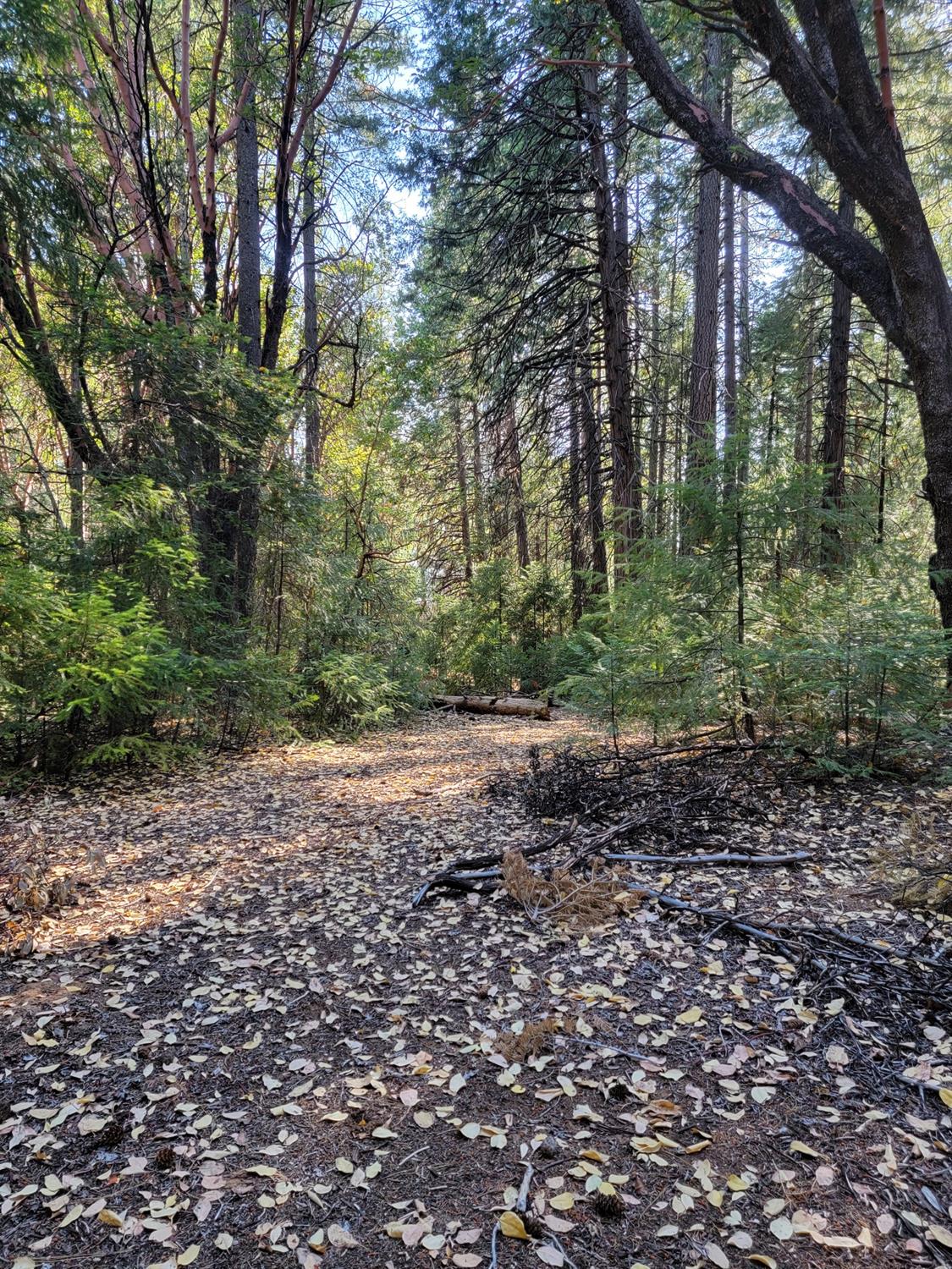 Lancelot Lane, Pioneer, California image 12