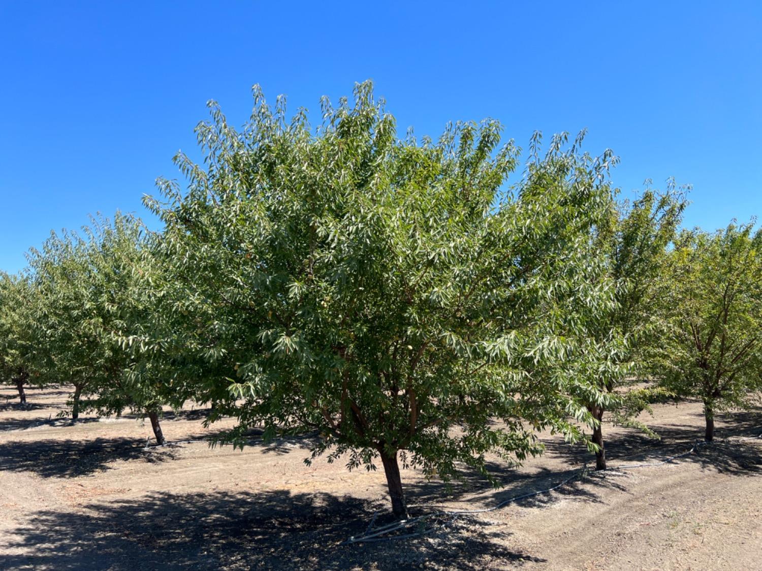 Striplin Road, Pleasant Grove, California image 9