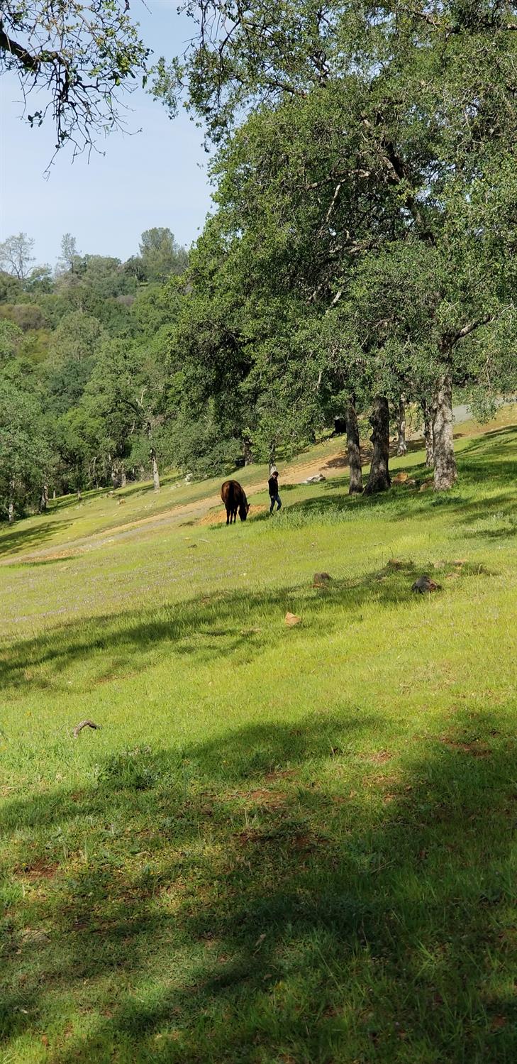 Hidden Acres Lane, Browns Valley, California image 37