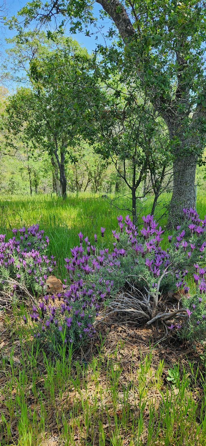 Hidden Acres Lane, Browns Valley, California image 38