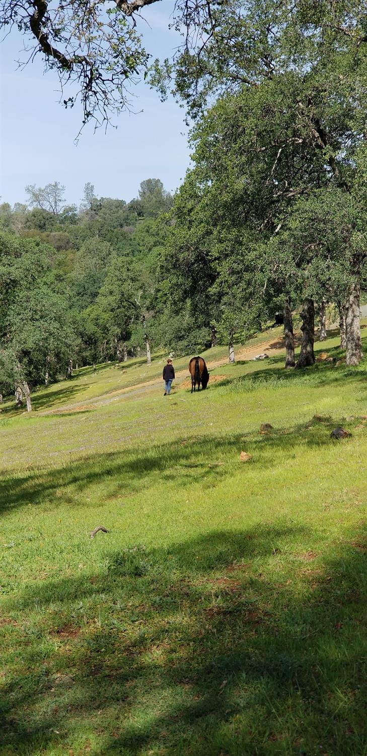 Hidden Acres Lane, Browns Valley, California image 35