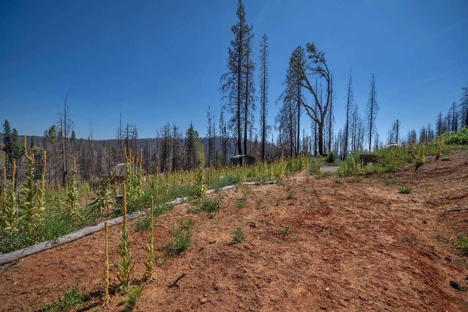 Merrywood Court, Grizzly Flats, California image 19