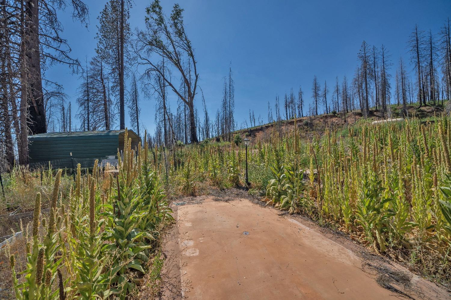 Merrywood Court, Grizzly Flats, California image 16