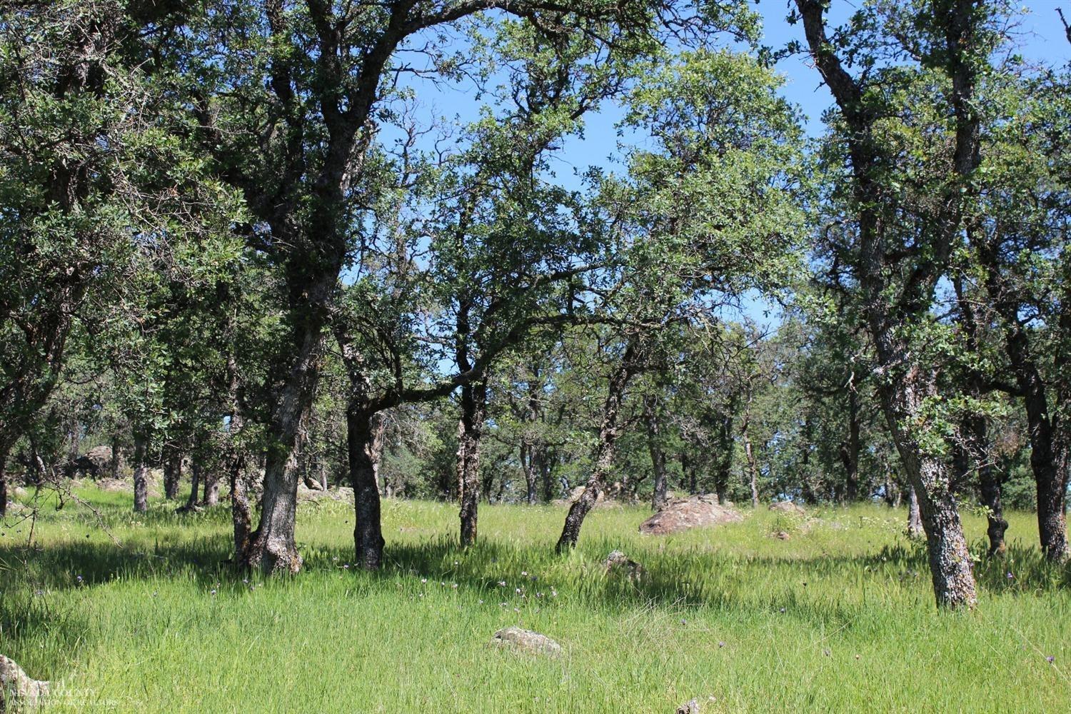 Stern Lane, Browns Valley, California image 12