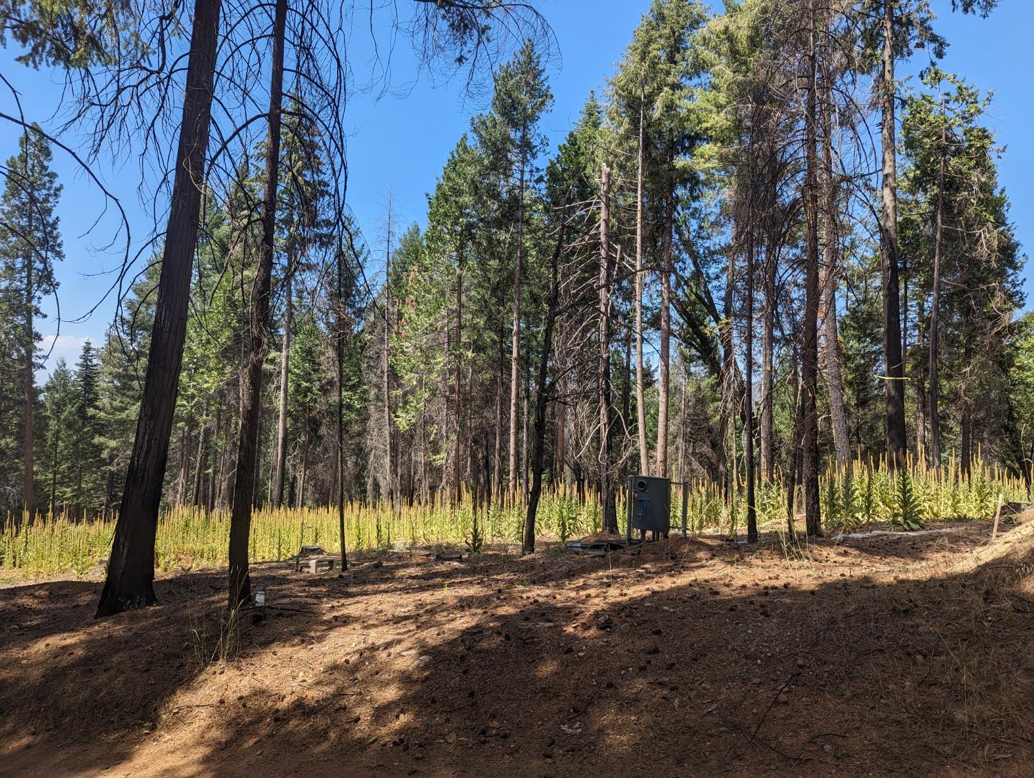 Oldmine Road, Grizzly Flats, California image 8