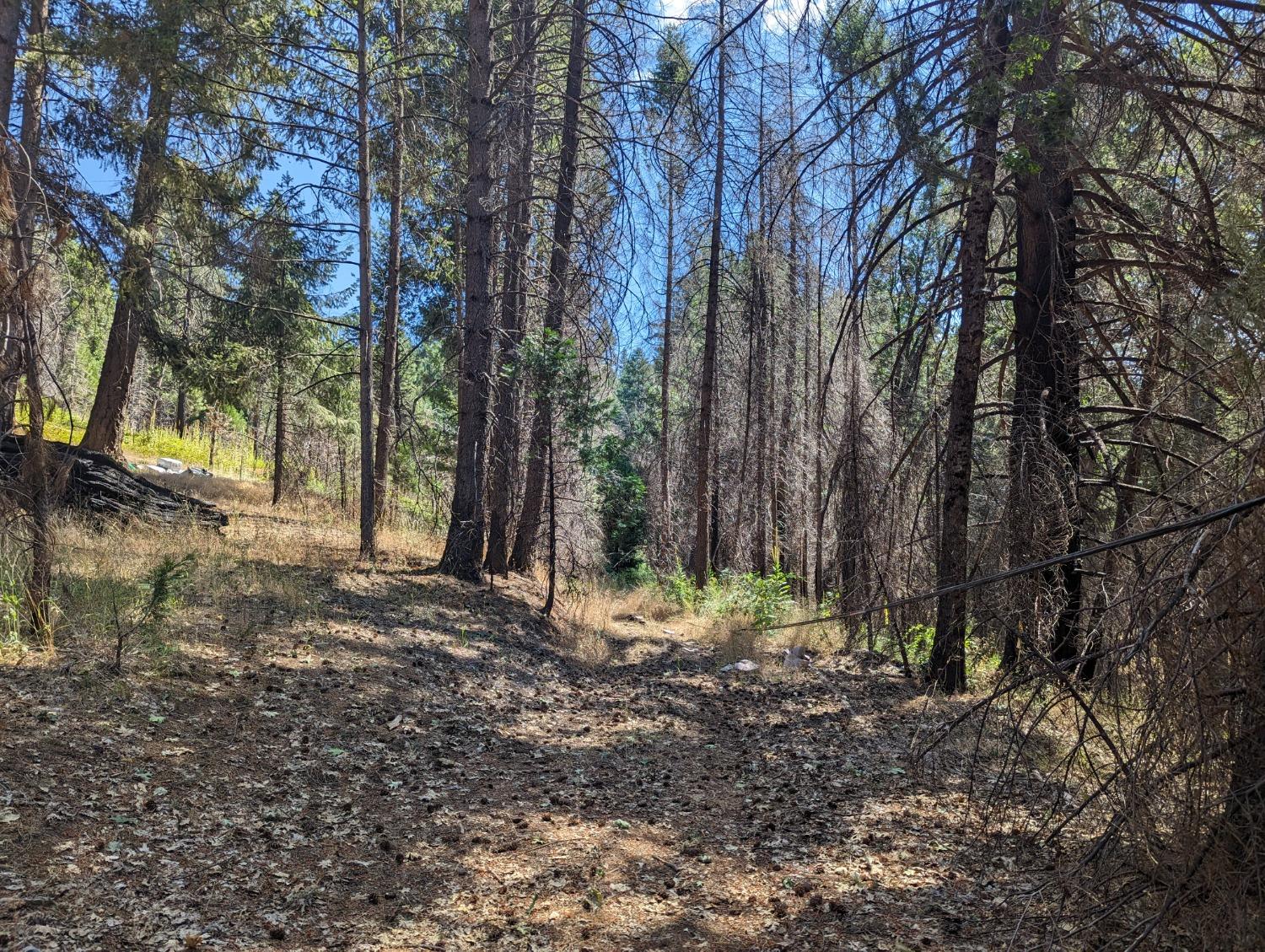 Oldmine Road, Grizzly Flats, California image 7