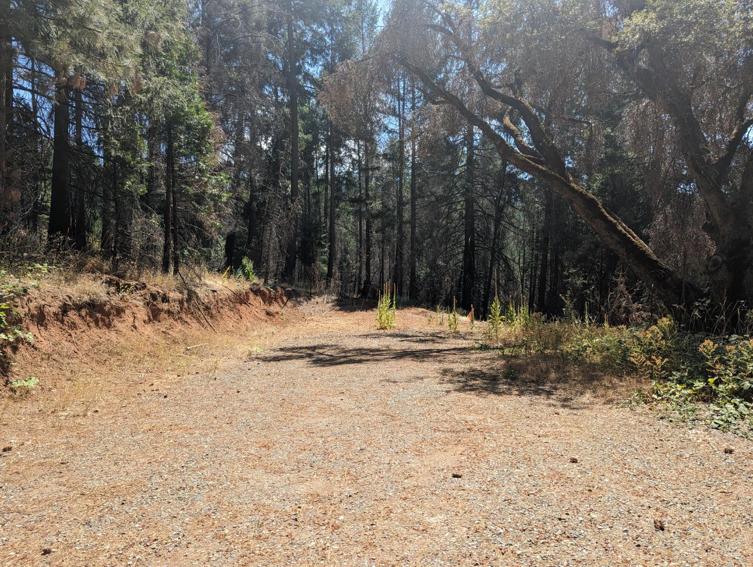 Oldmine Road, Grizzly Flats, California image 1