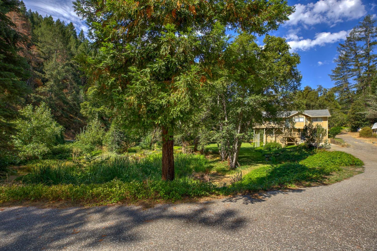 Tree Farm, Colfax, California image 49