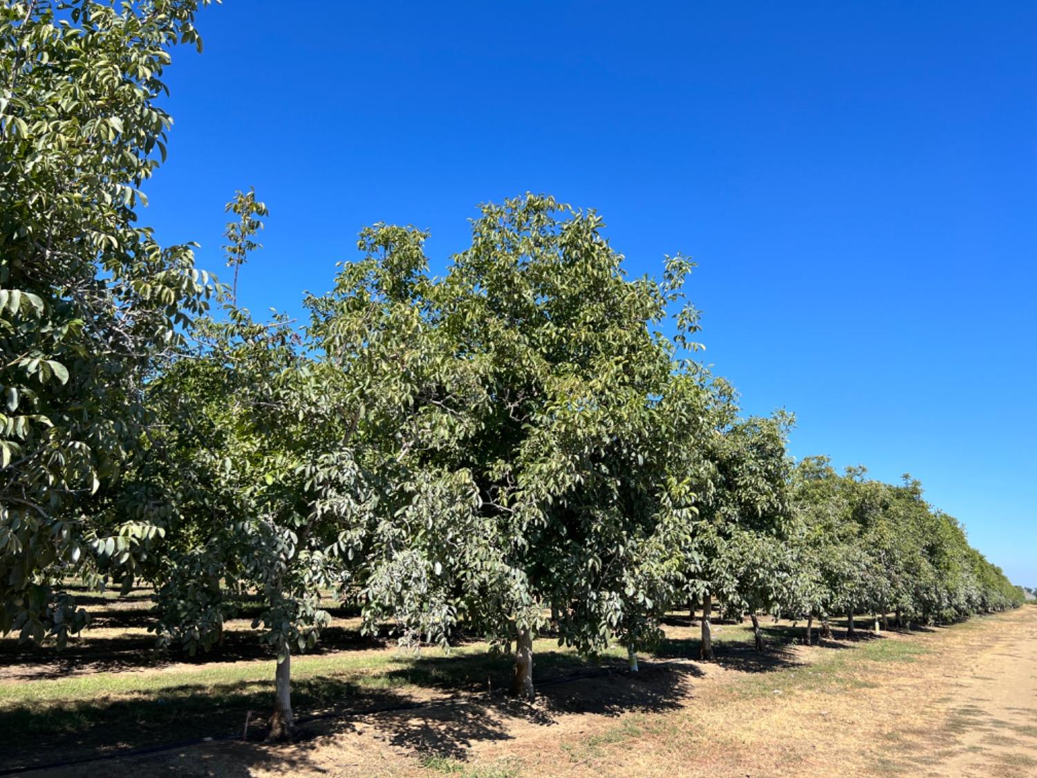 Hwy 99, Yuba City, California image 6