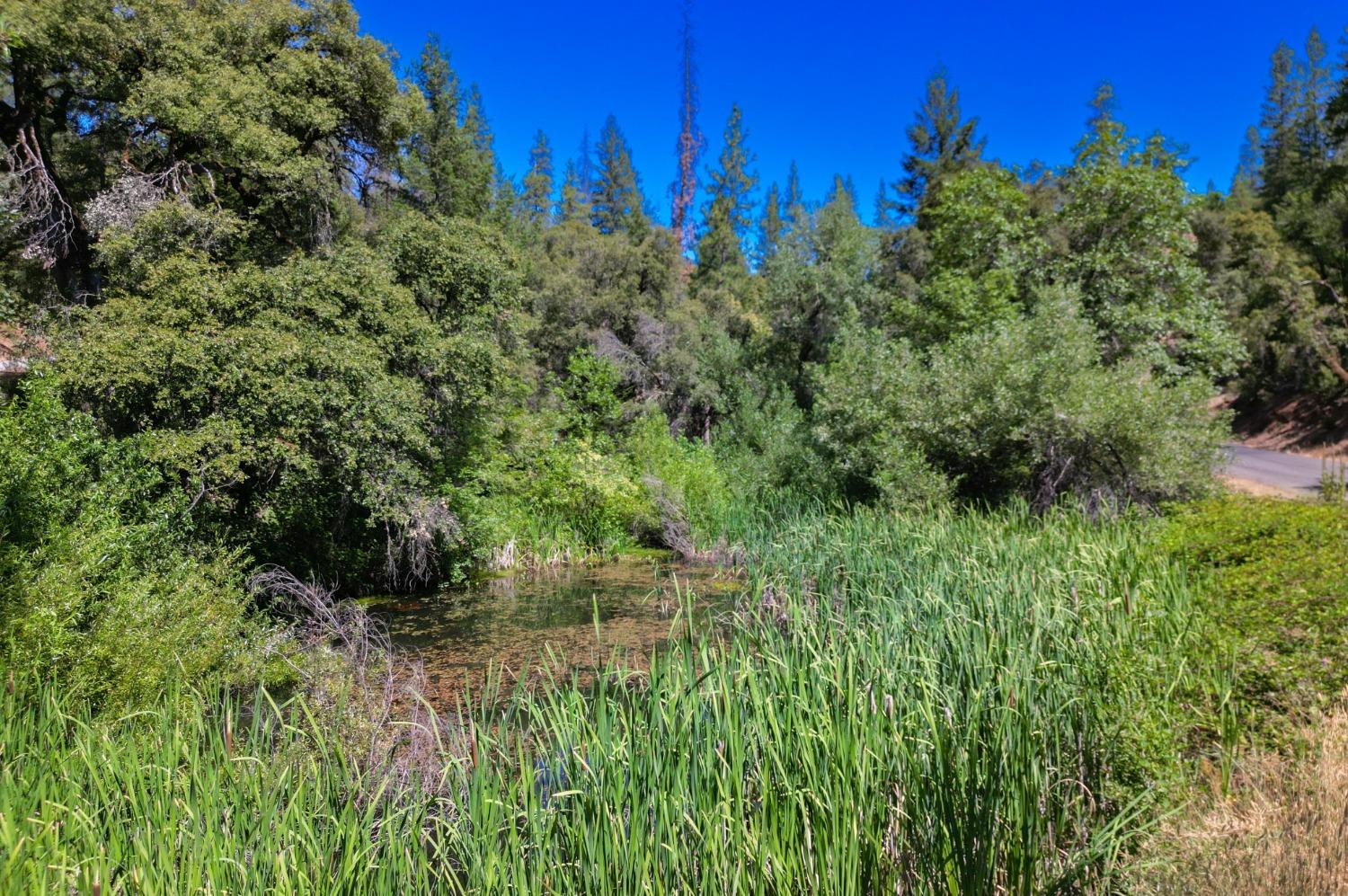 Pine Cone Circle, Grass Valley, California image 14