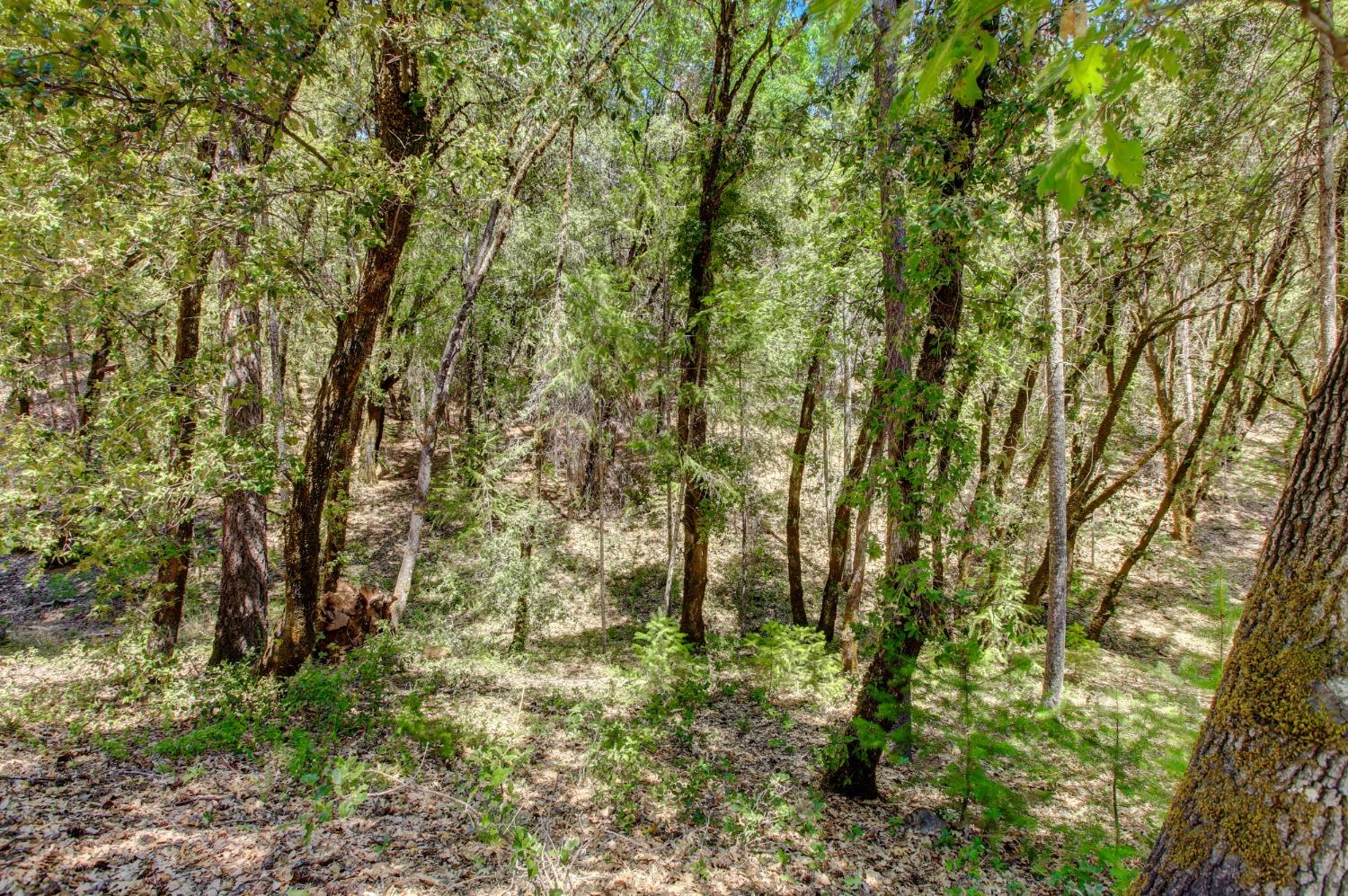 Pine Cone Circle, Grass Valley, California image 16