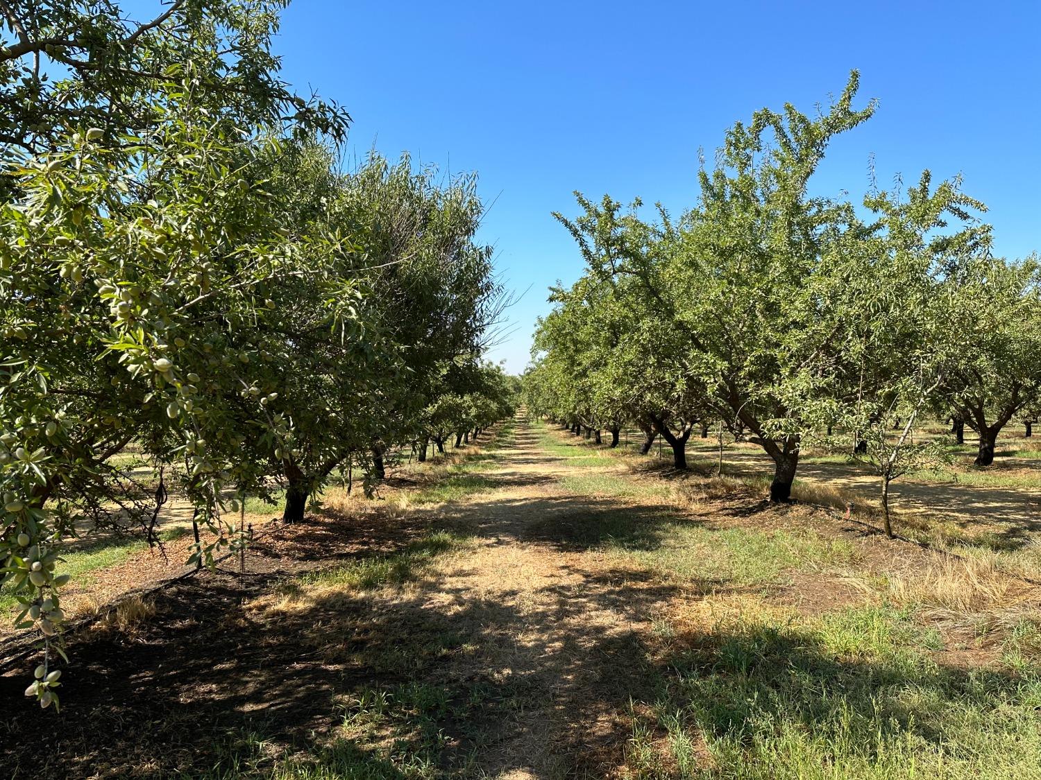 Youd Road, Winton, California image 14