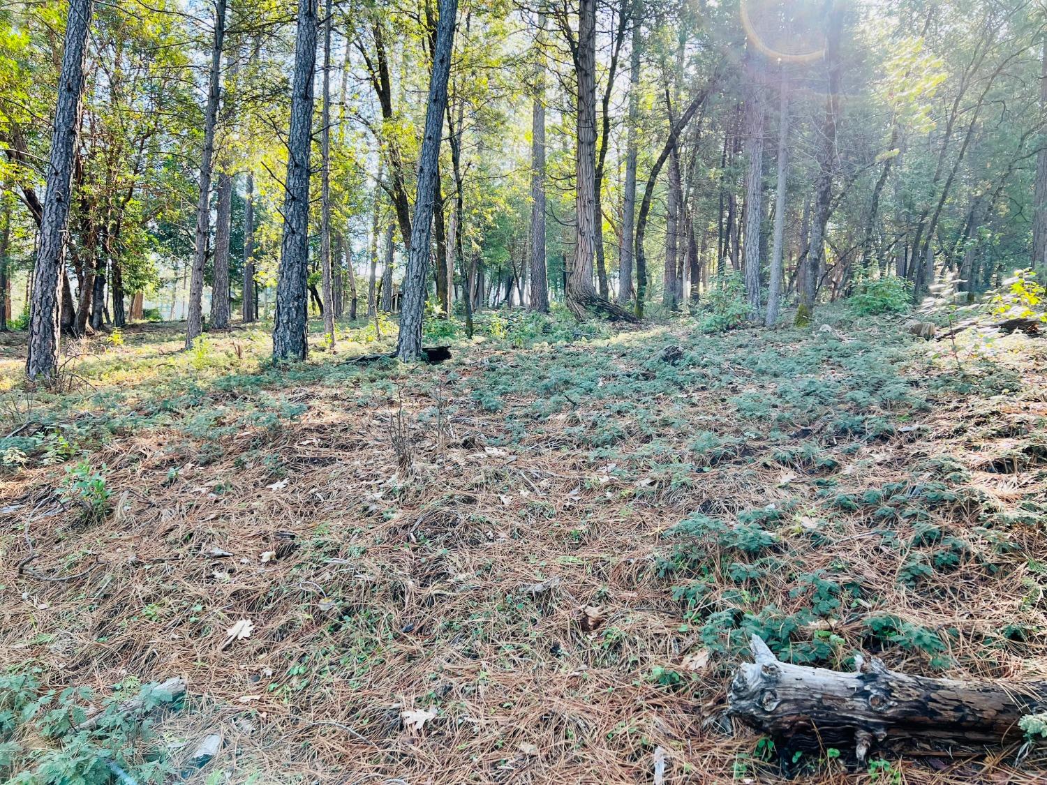 Photo of 14201 Pine Park Loop in Pine Grove, CA