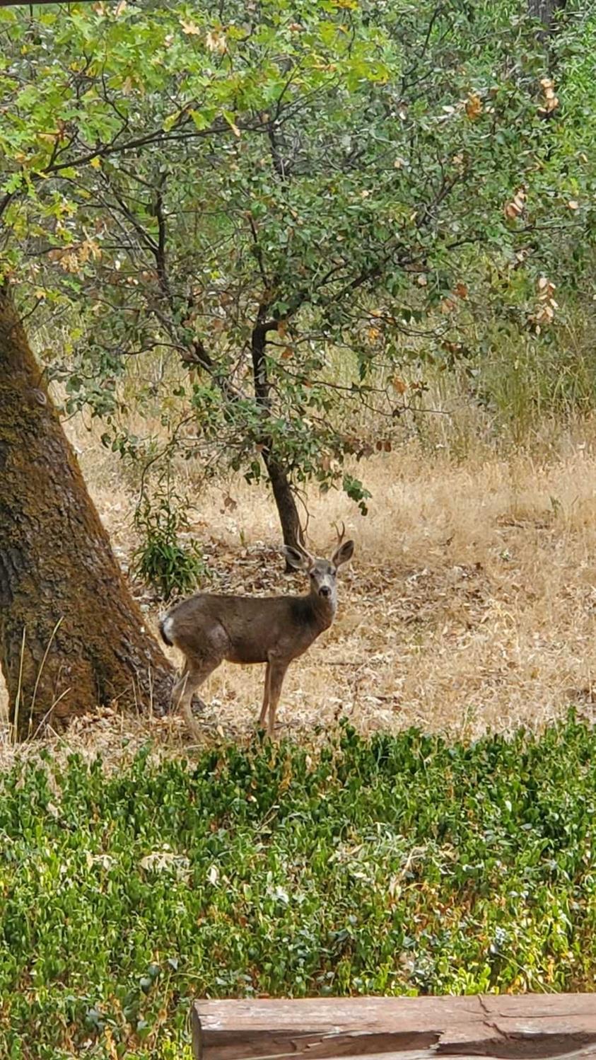 Edgewater Drive, Greenwood, California image 15