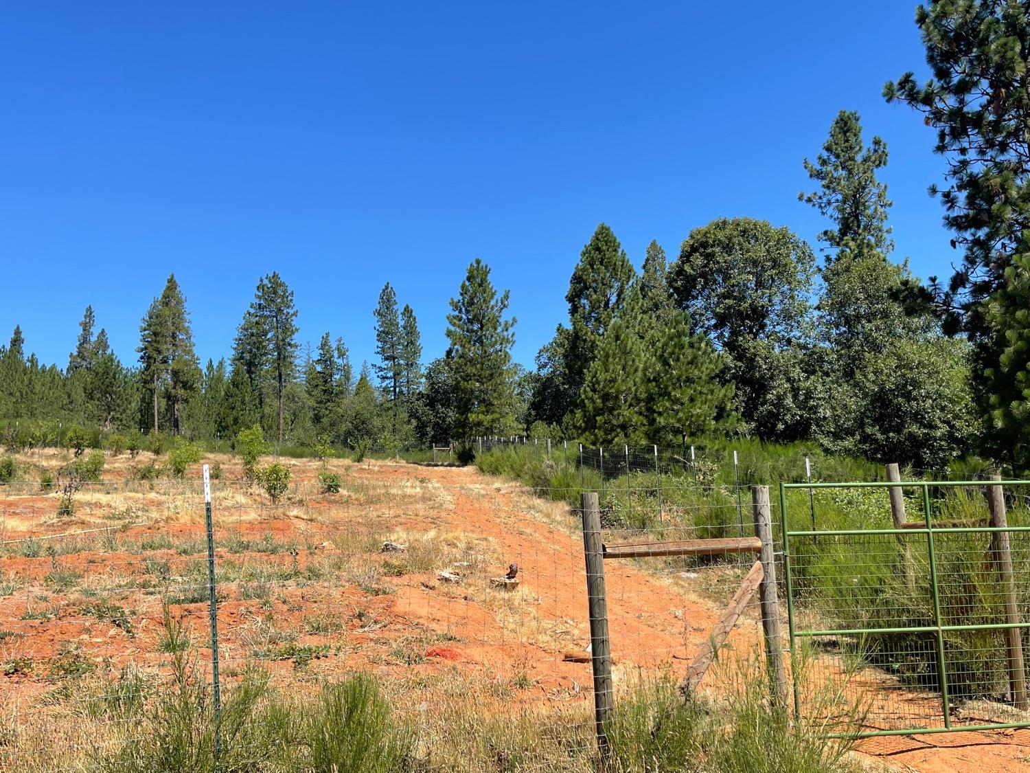 Sebastopol Road, North San Juan, California image 6