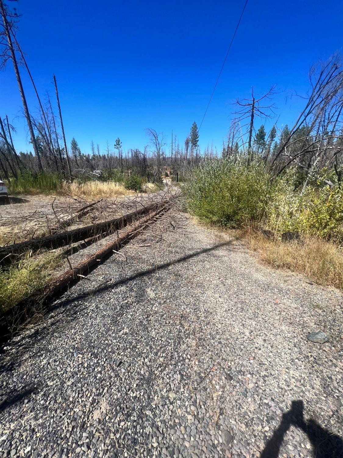 Simpson Ranch Road, Berry Creek, California image 3