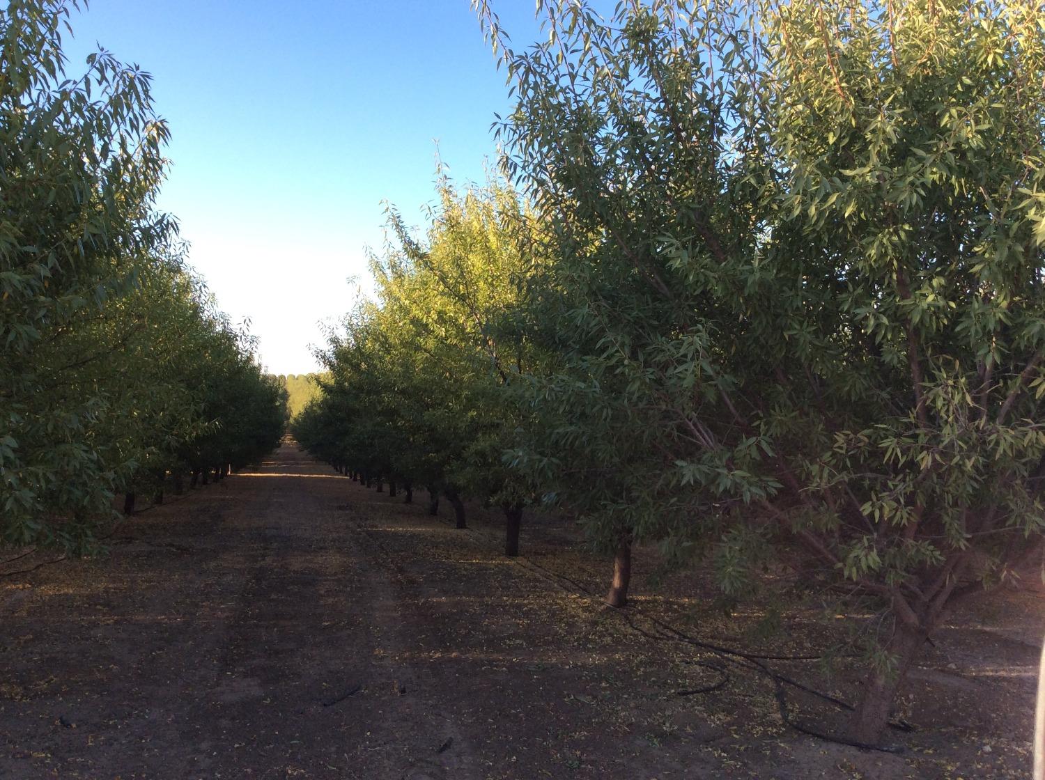 Road 89, Esparto, California image 7