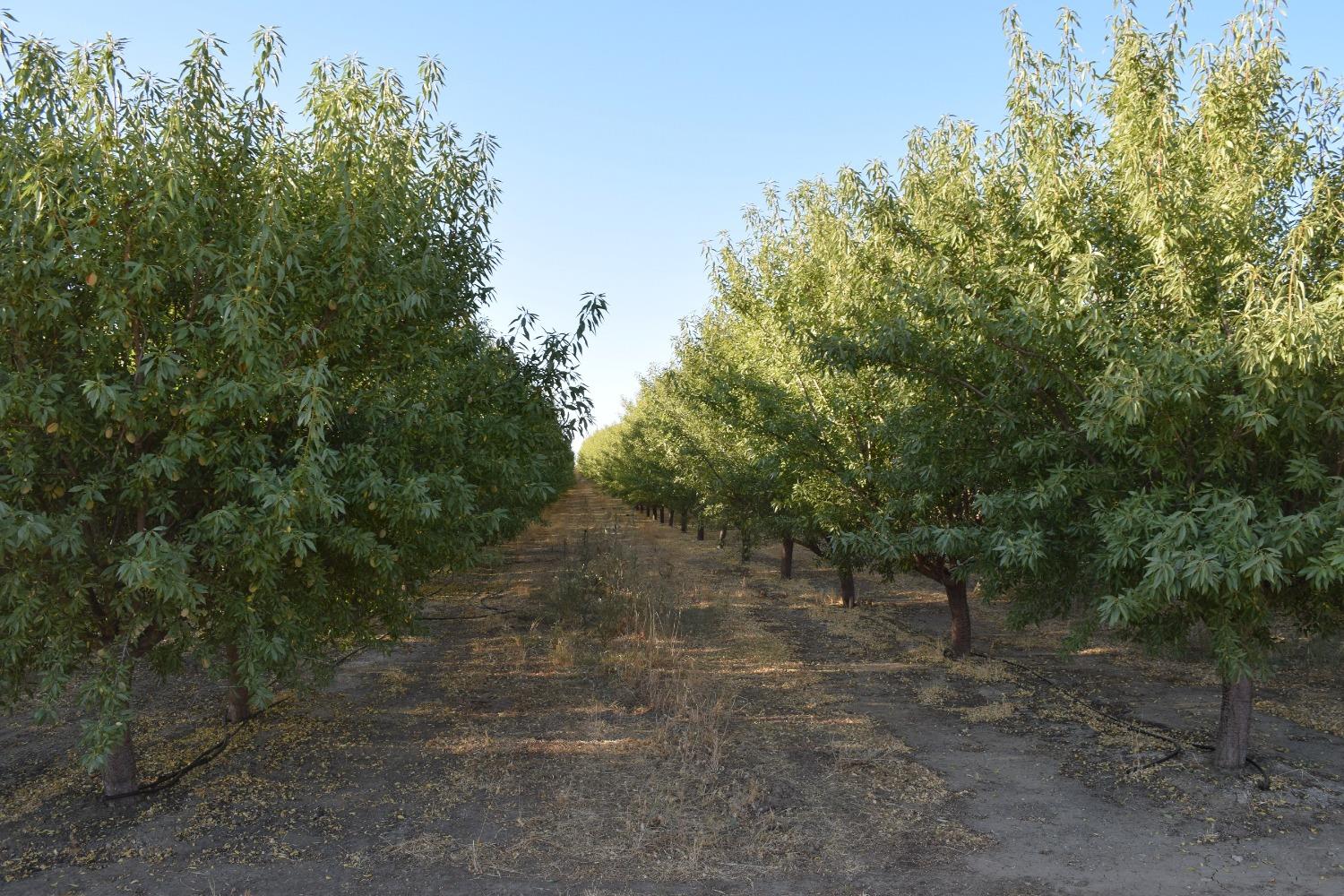 Road 89, Esparto, California image 2