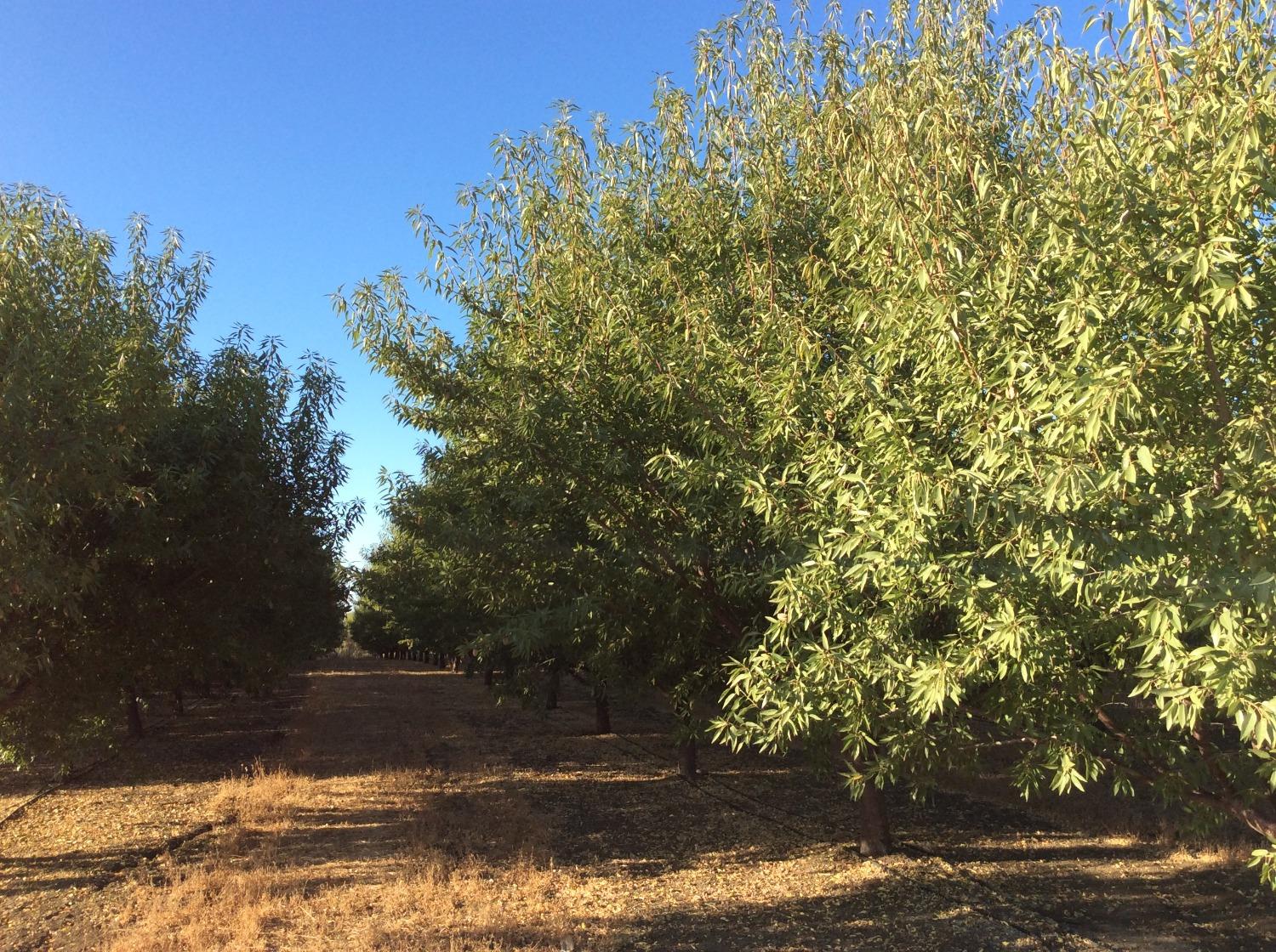 Road 89, Esparto, California image 9