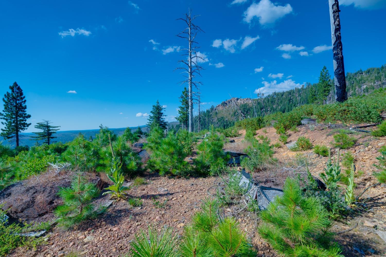 Detail Gallery Image 32 of 55 For 0 75 Acres East of Foresthill, Emigrant Gap,  CA 95715 - – Beds | – Baths