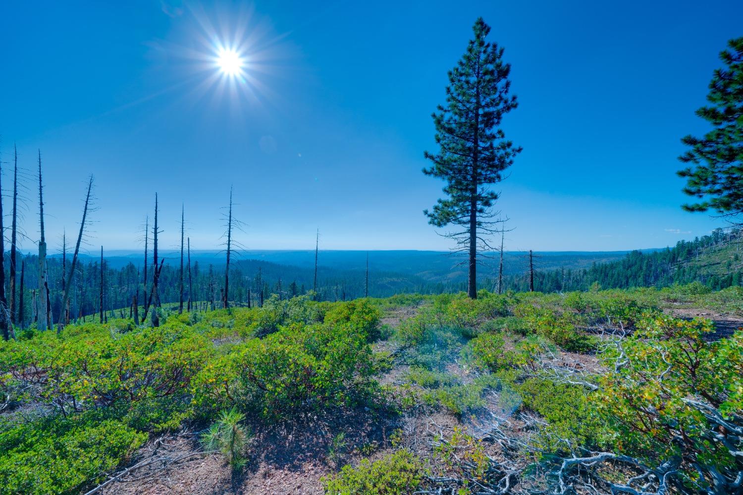 75 Acres East Of Foresthill, Emigrant Gap, California image 36