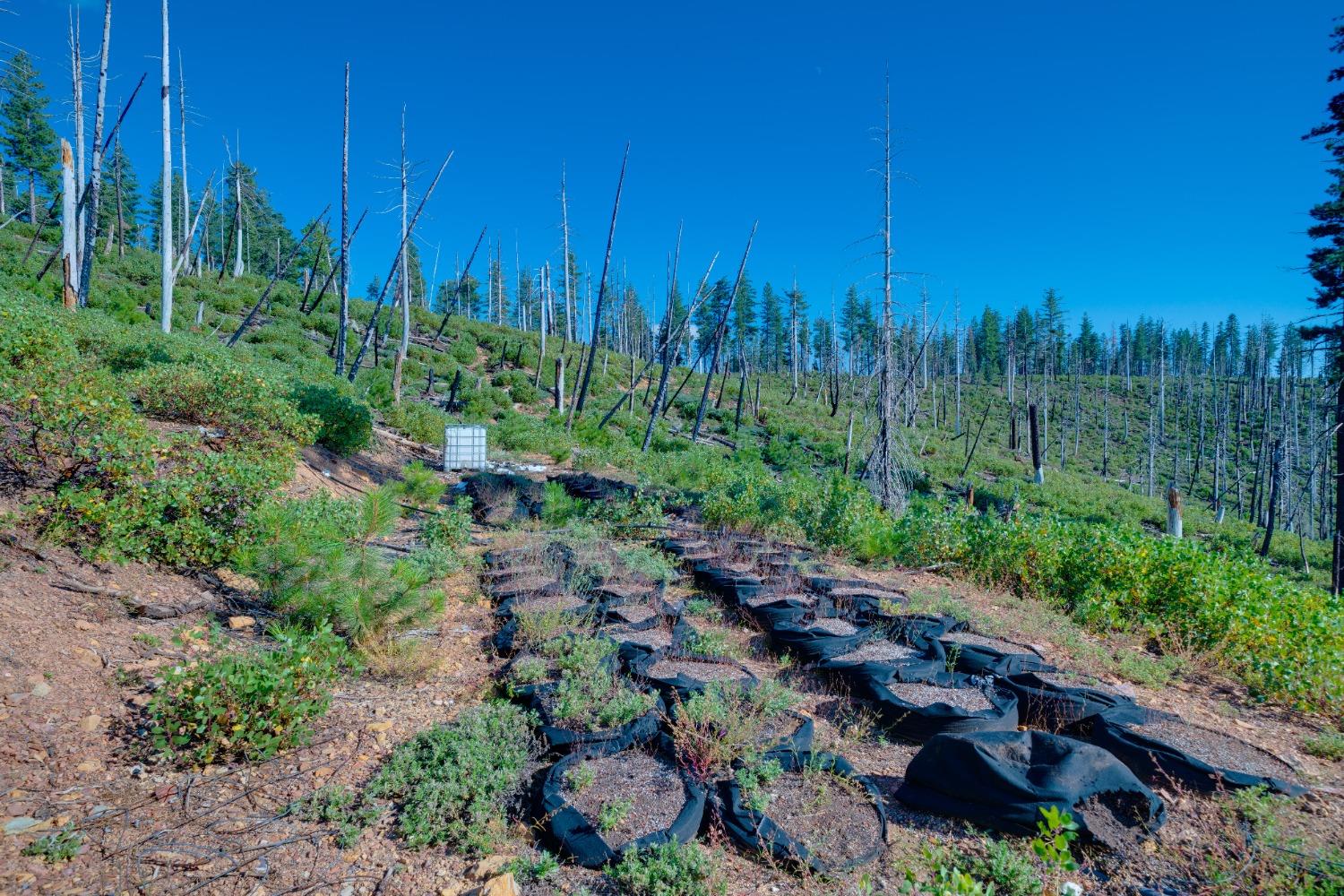 75 Acres East Of Foresthill, Emigrant Gap, California image 28