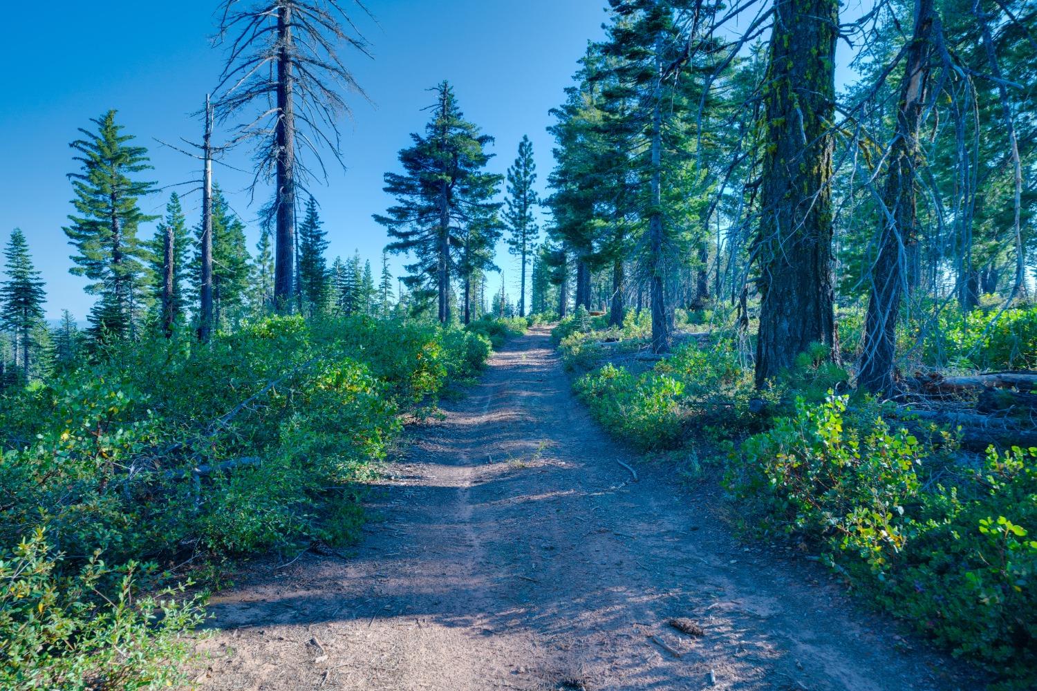 75 Acres East Of Foresthill, Emigrant Gap, California image 46