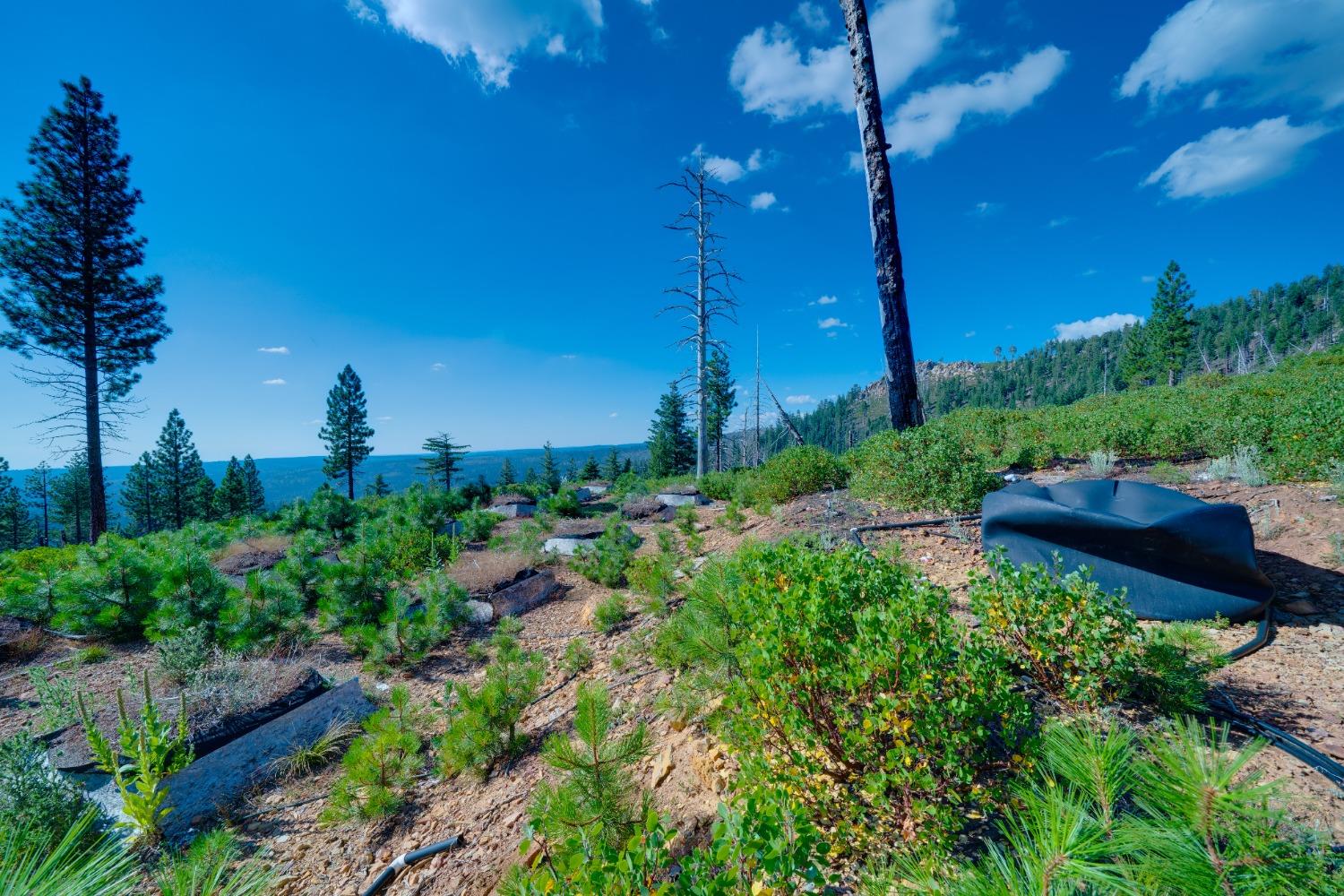 75 Acres East Of Foresthill, Emigrant Gap, California image 34