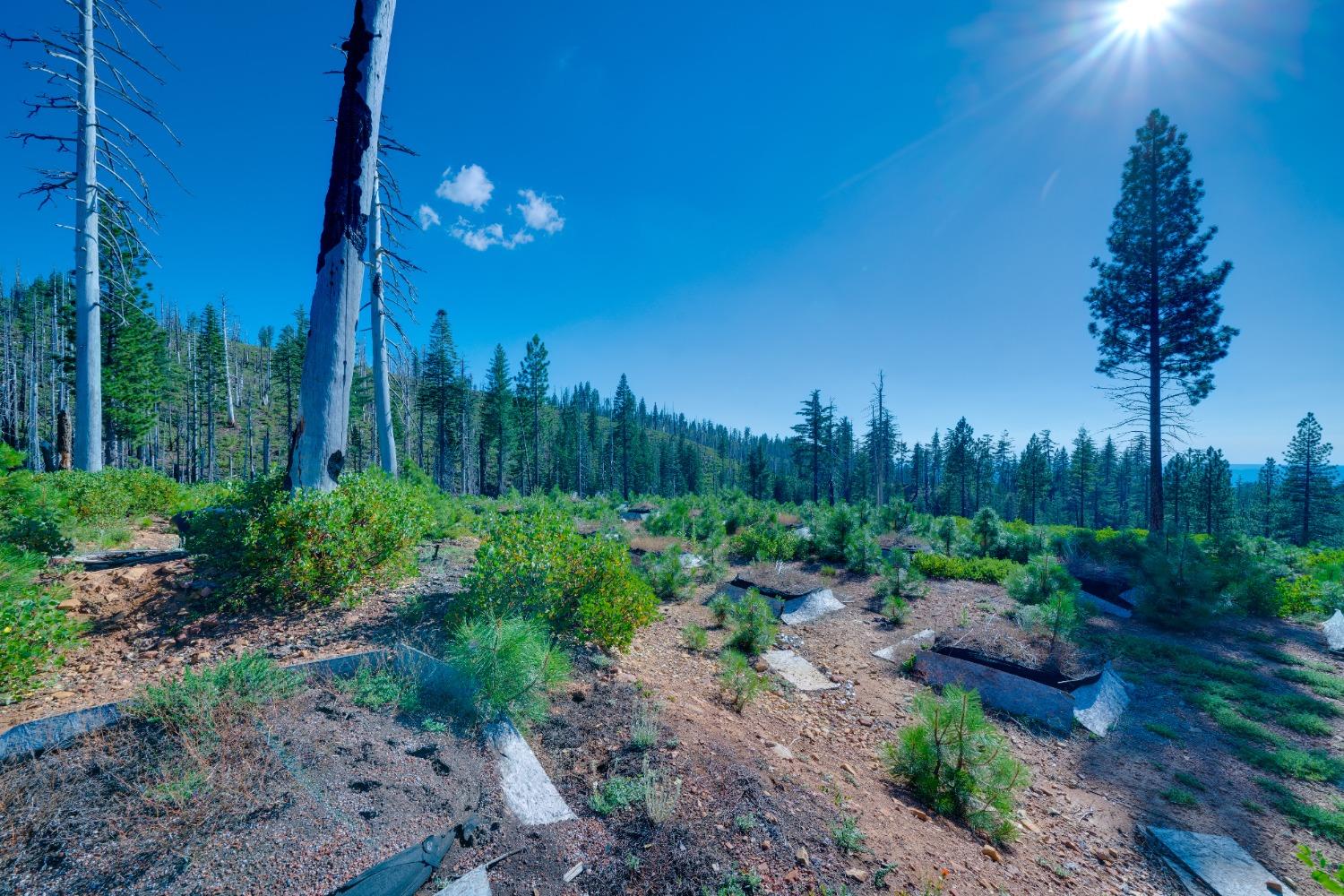 75 Acres East Of Foresthill, Emigrant Gap, California image 35