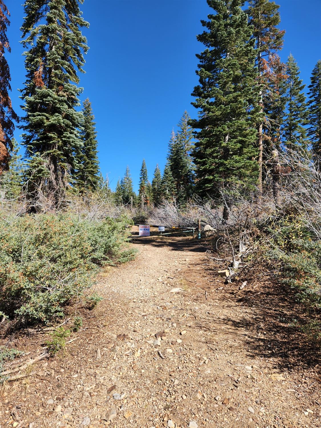 Forest Route 19, Emigrant Gap, California image 22