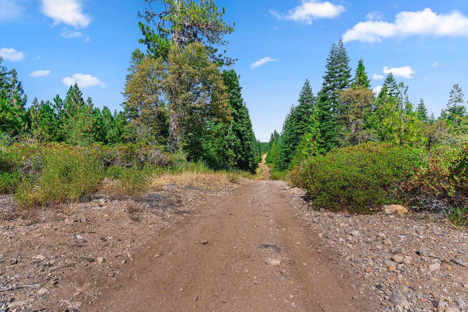 Kearsarge Mill Road, Emigrant Gap, California image 28