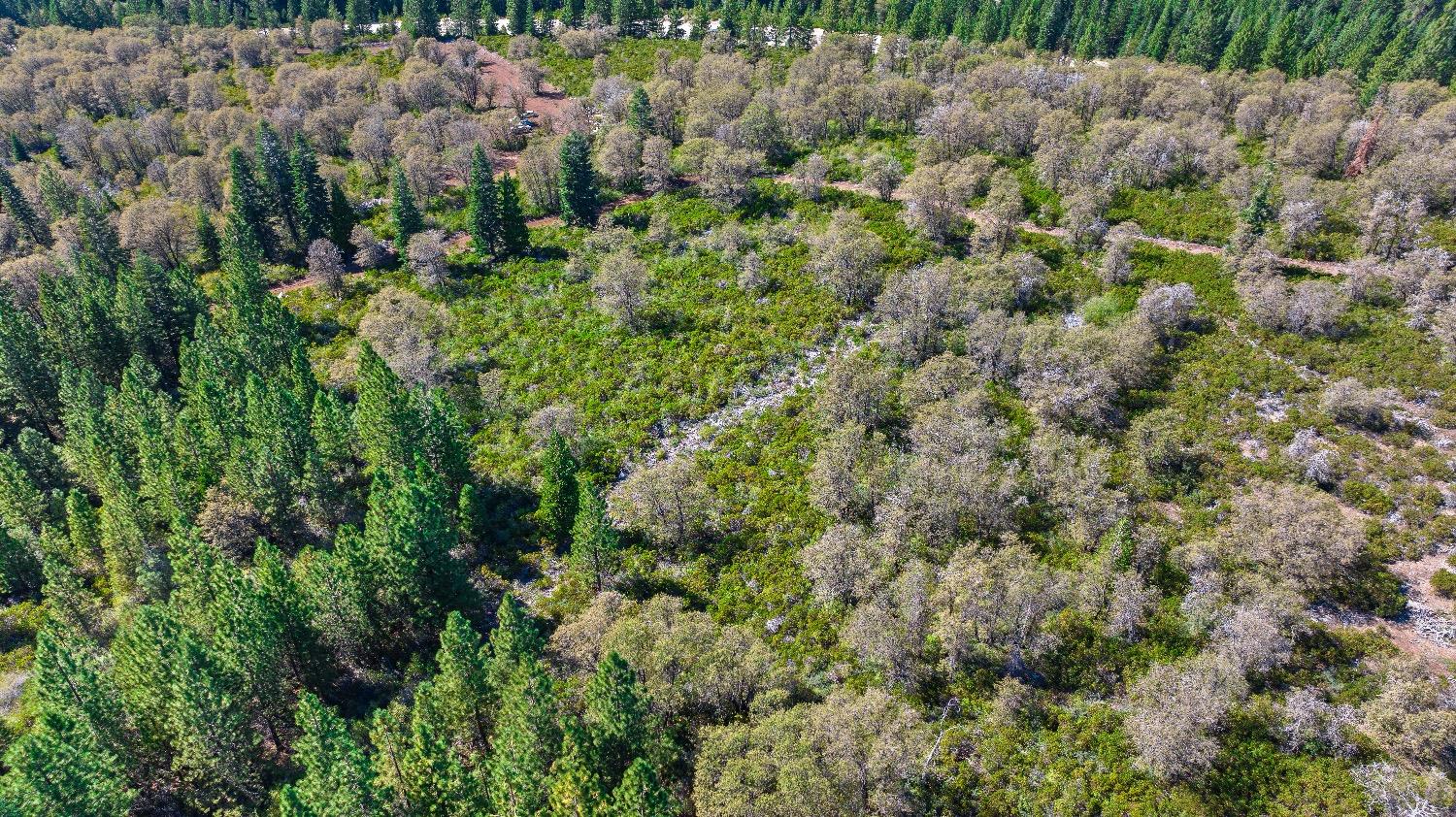 Kearsarge Mill Road, Emigrant Gap, California image 7