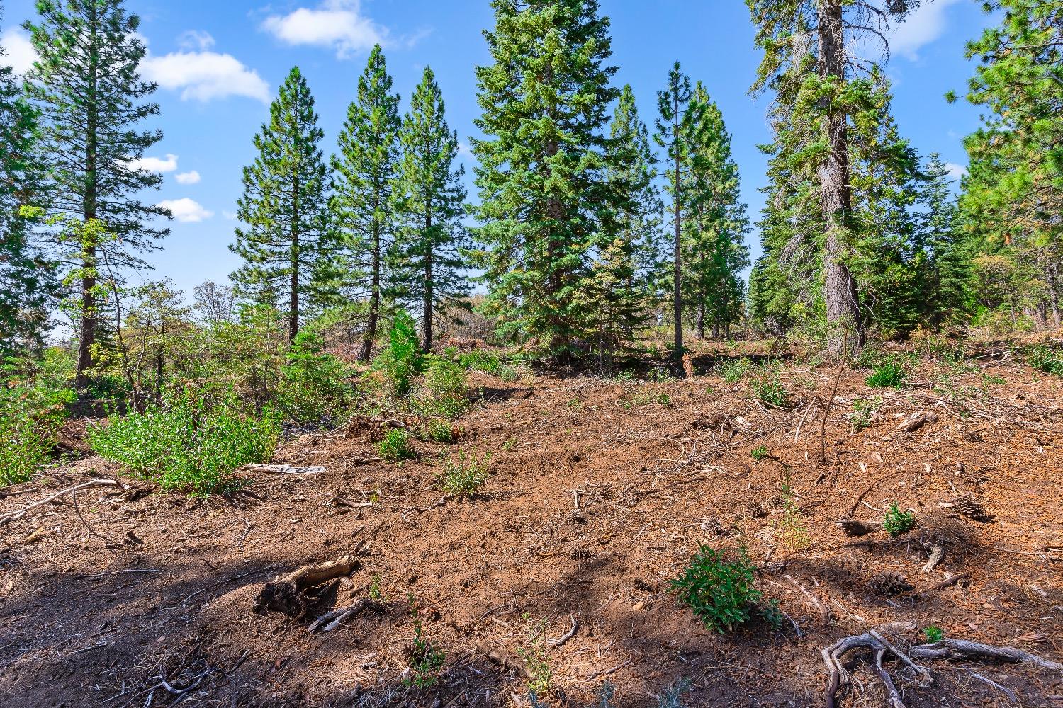 Kearsarge Mill Road, Emigrant Gap, California image 32