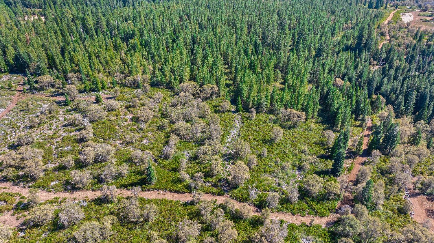 Kearsarge Mill Road, Emigrant Gap, California image 6