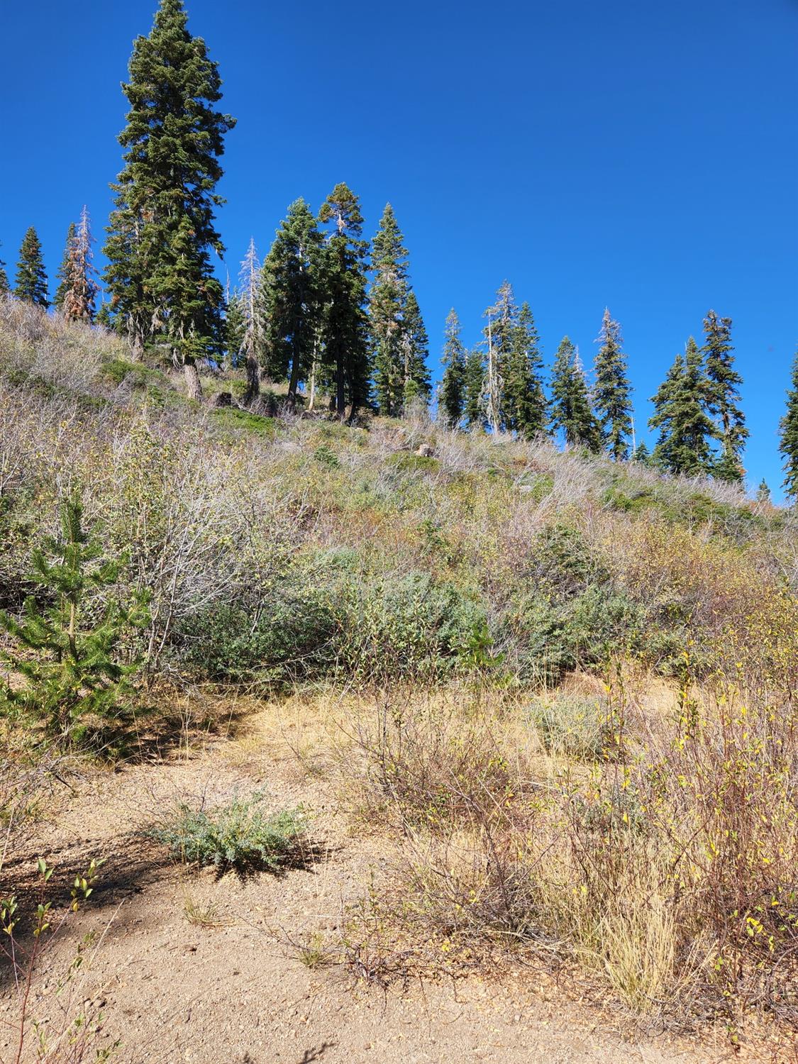 Forest Route 19, Emigrant Gap, California image 21