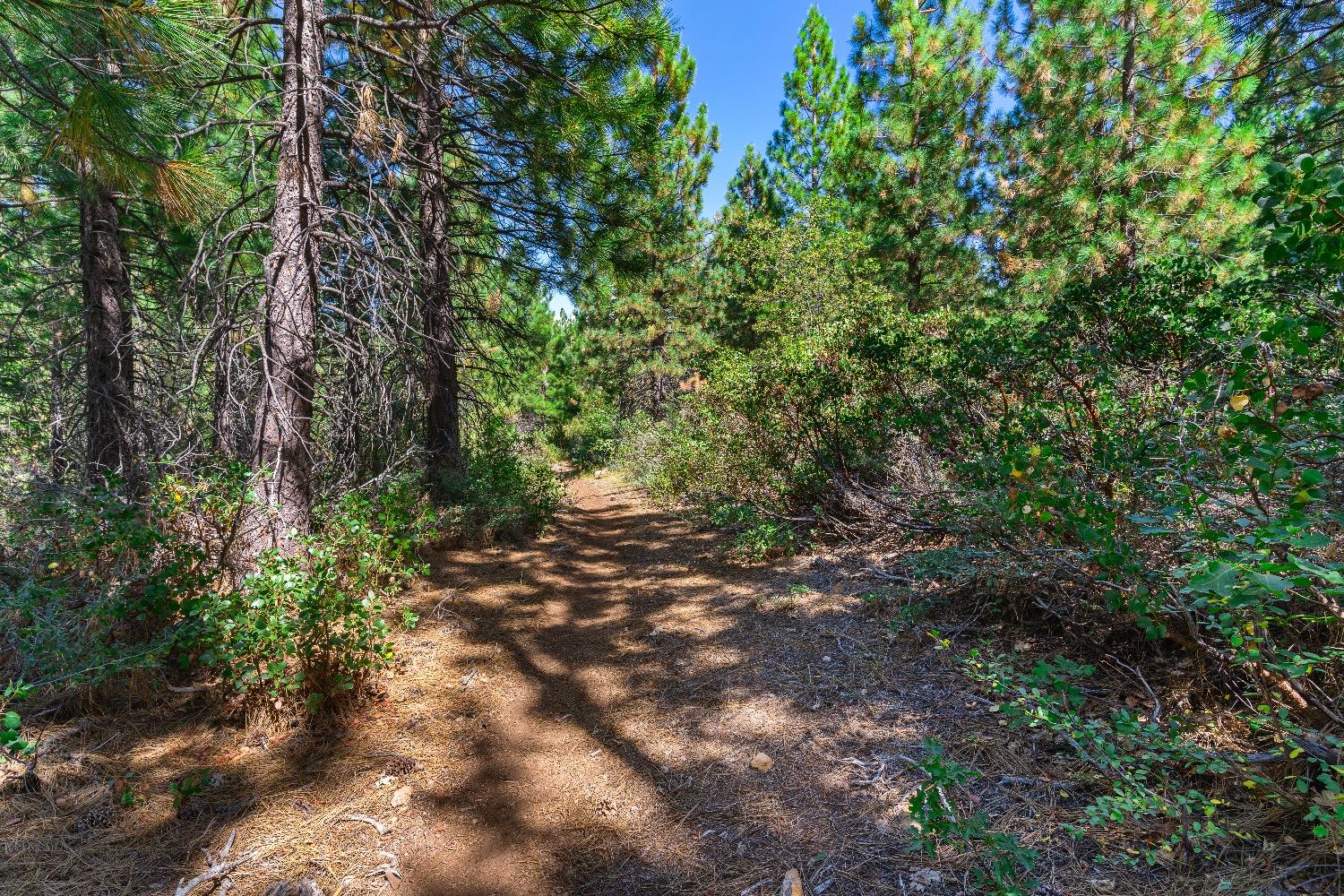 Kearsarge Mill Road, Emigrant Gap, California image 21