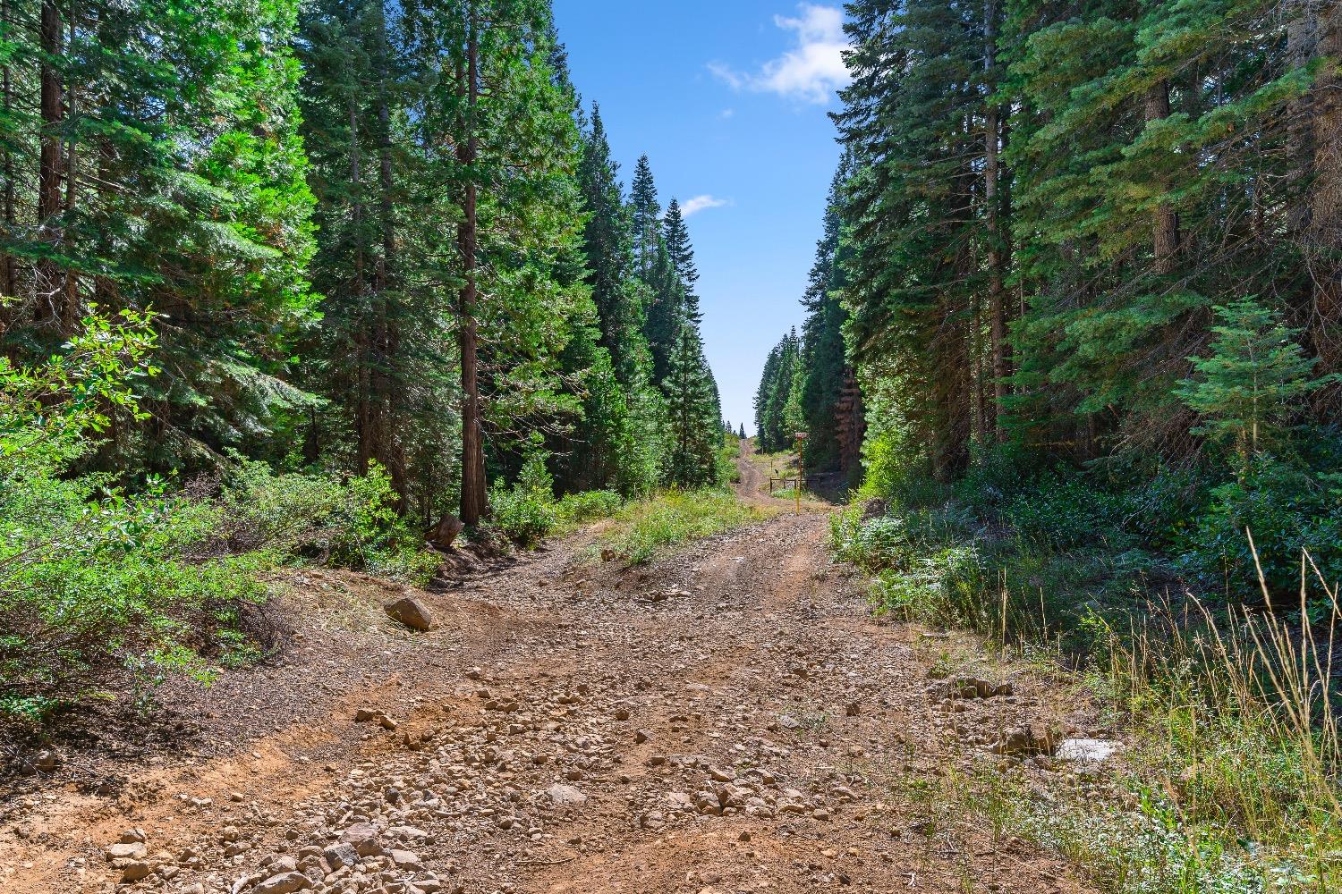 Kearsarge Mill Road, Emigrant Gap, California image 30