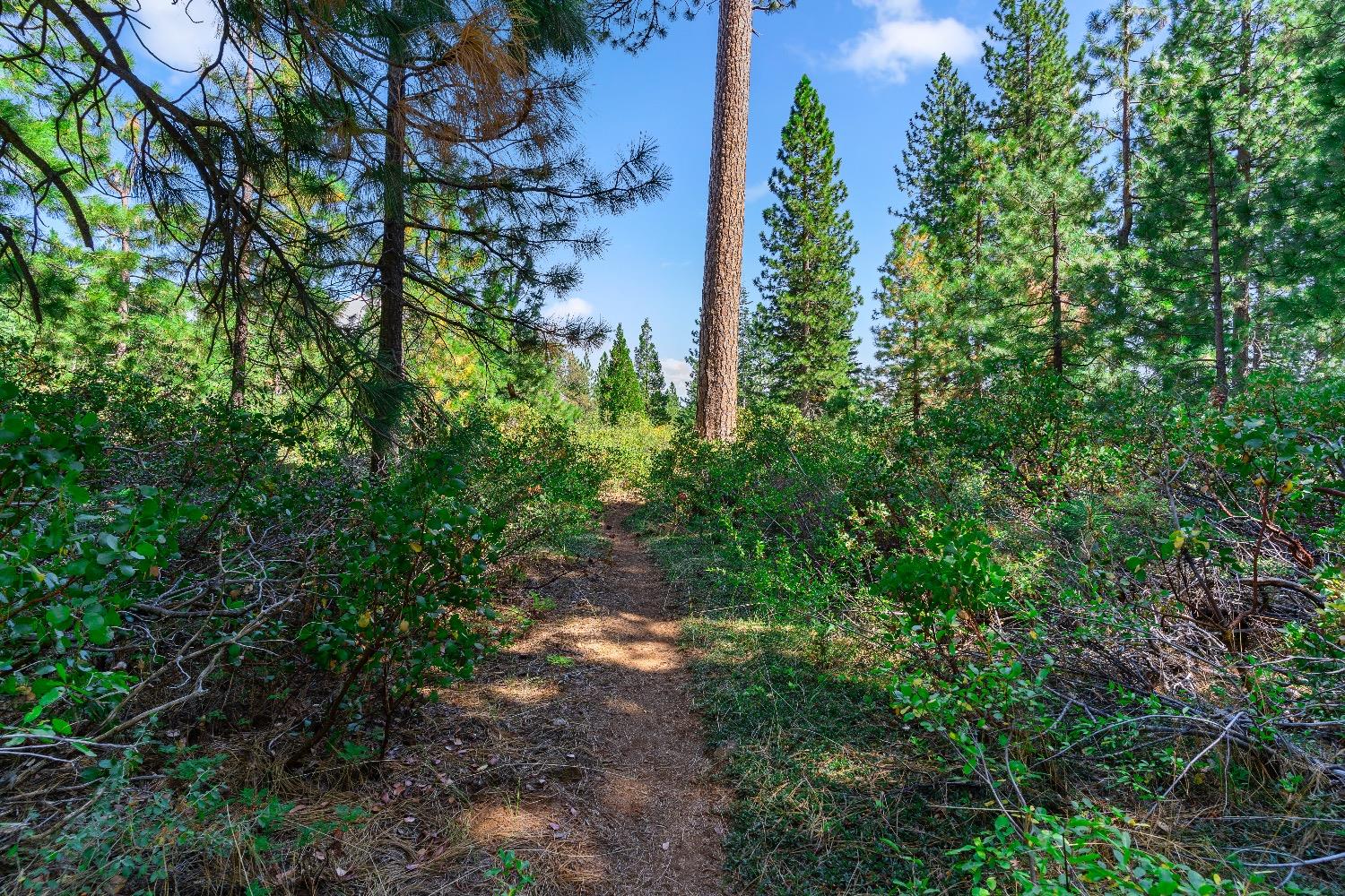 Kearsarge Mill Road, Emigrant Gap, California image 24