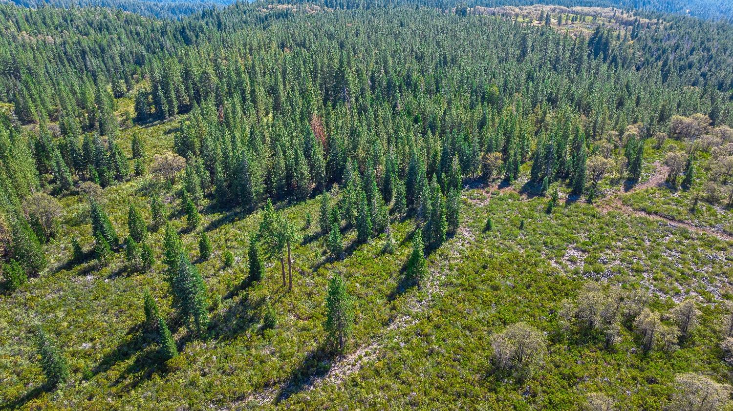 Kearsarge Mill Road, Emigrant Gap, California image 8