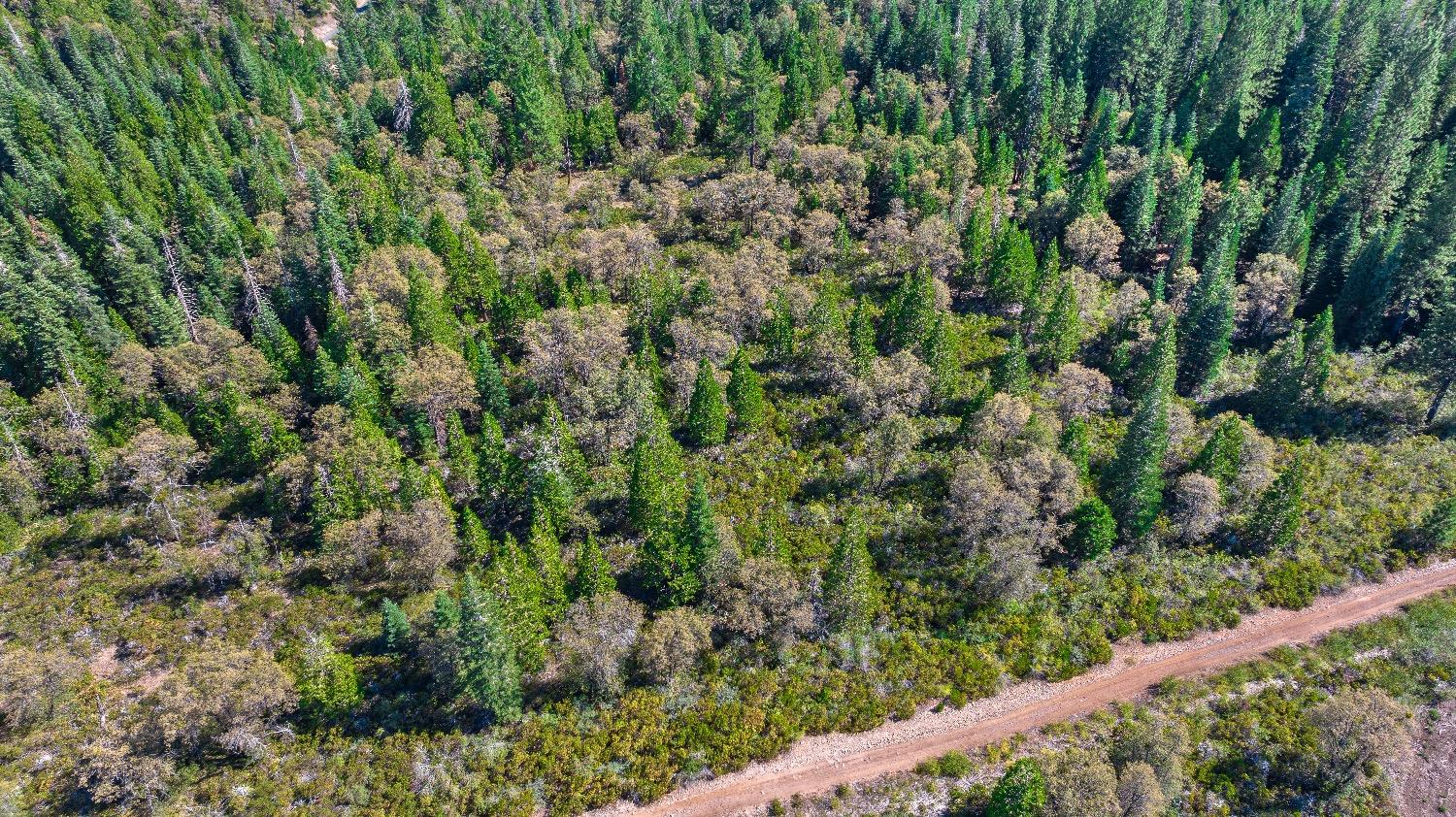 Kearsarge Mill Road, Emigrant Gap, California image 9