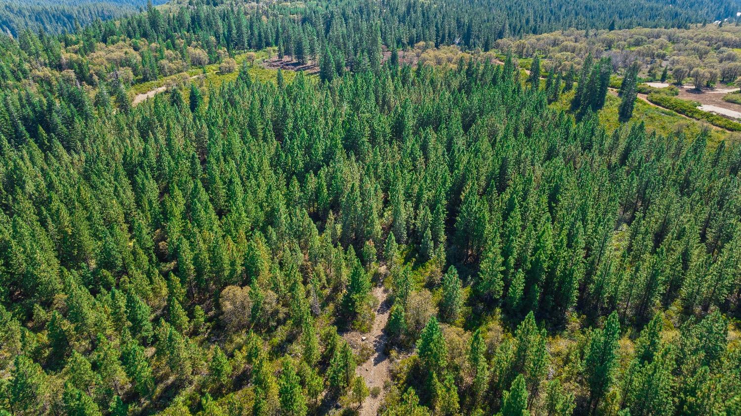 Kearsarge Mill Road, Emigrant Gap, California image 15