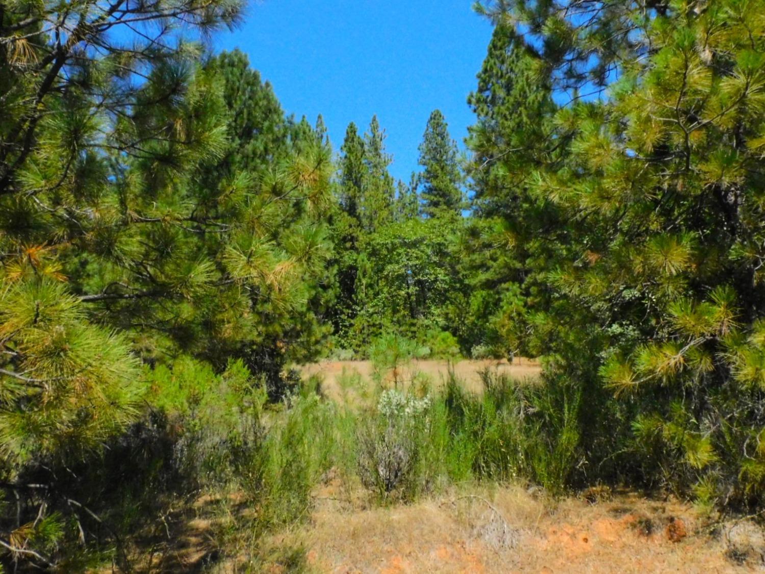 State Highway 193, Garden Valley, California image 3