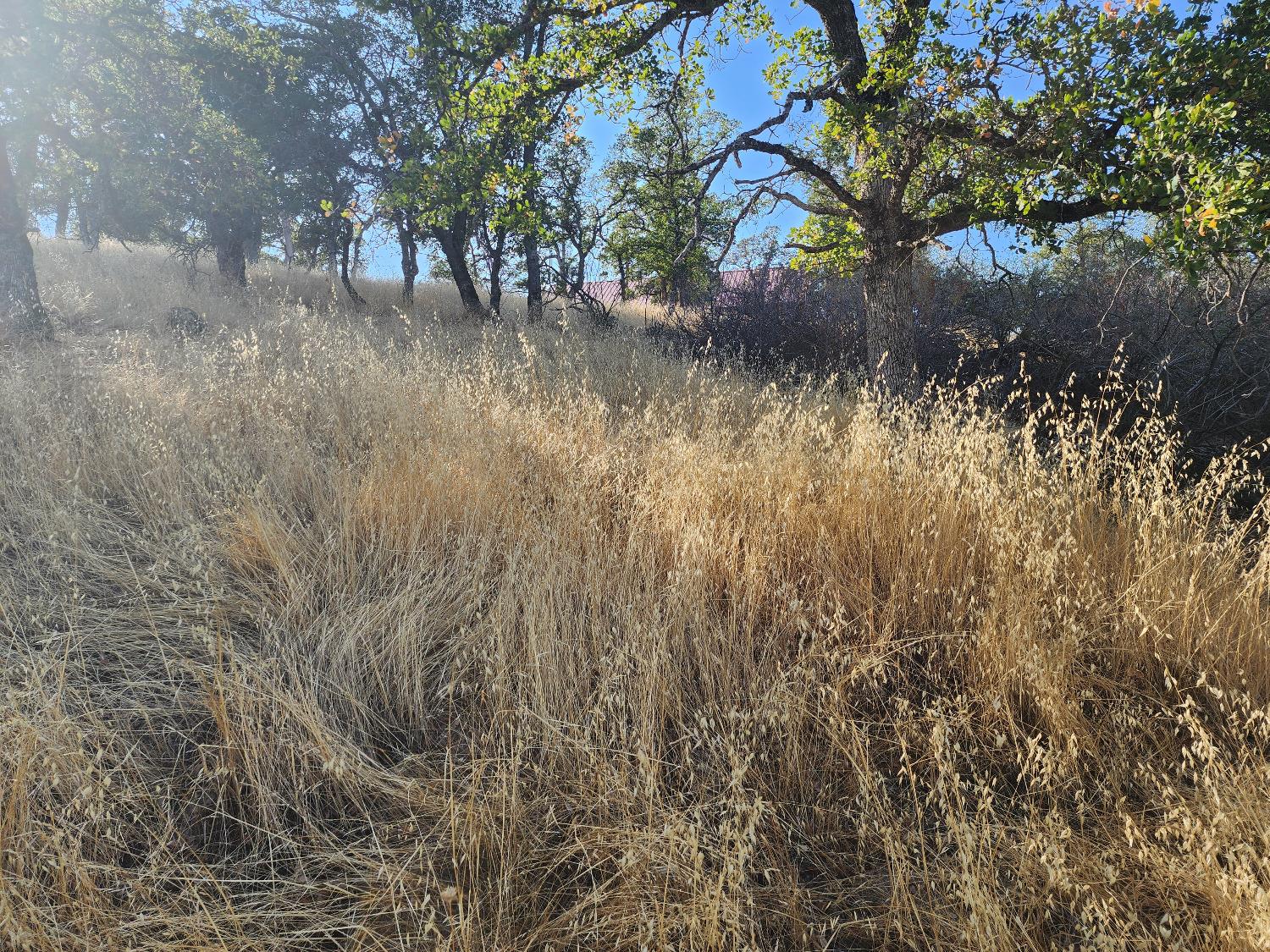 Basket Lane, Copperopolis, California image 4