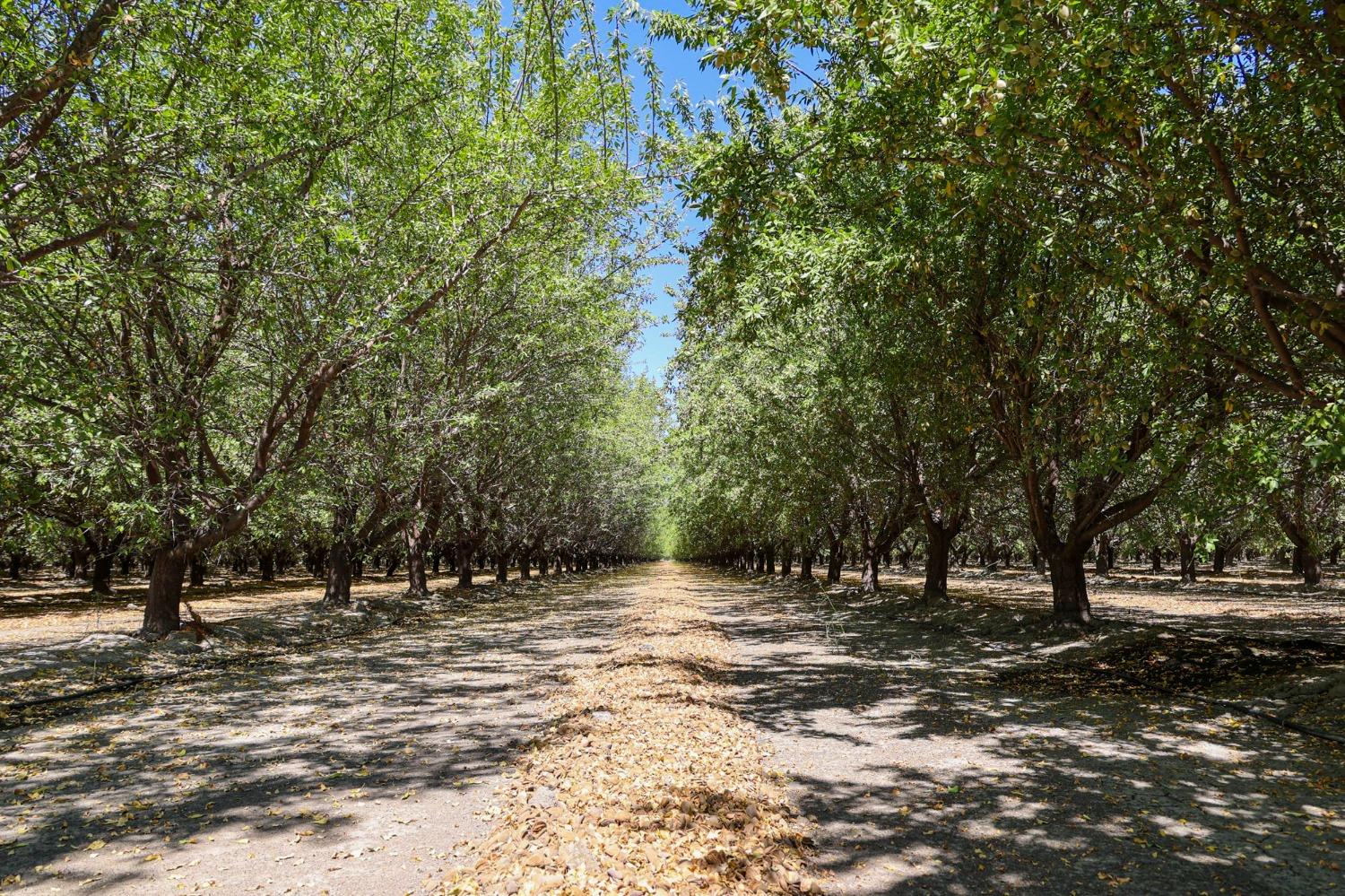 Road 9, Firebaugh, California image 19