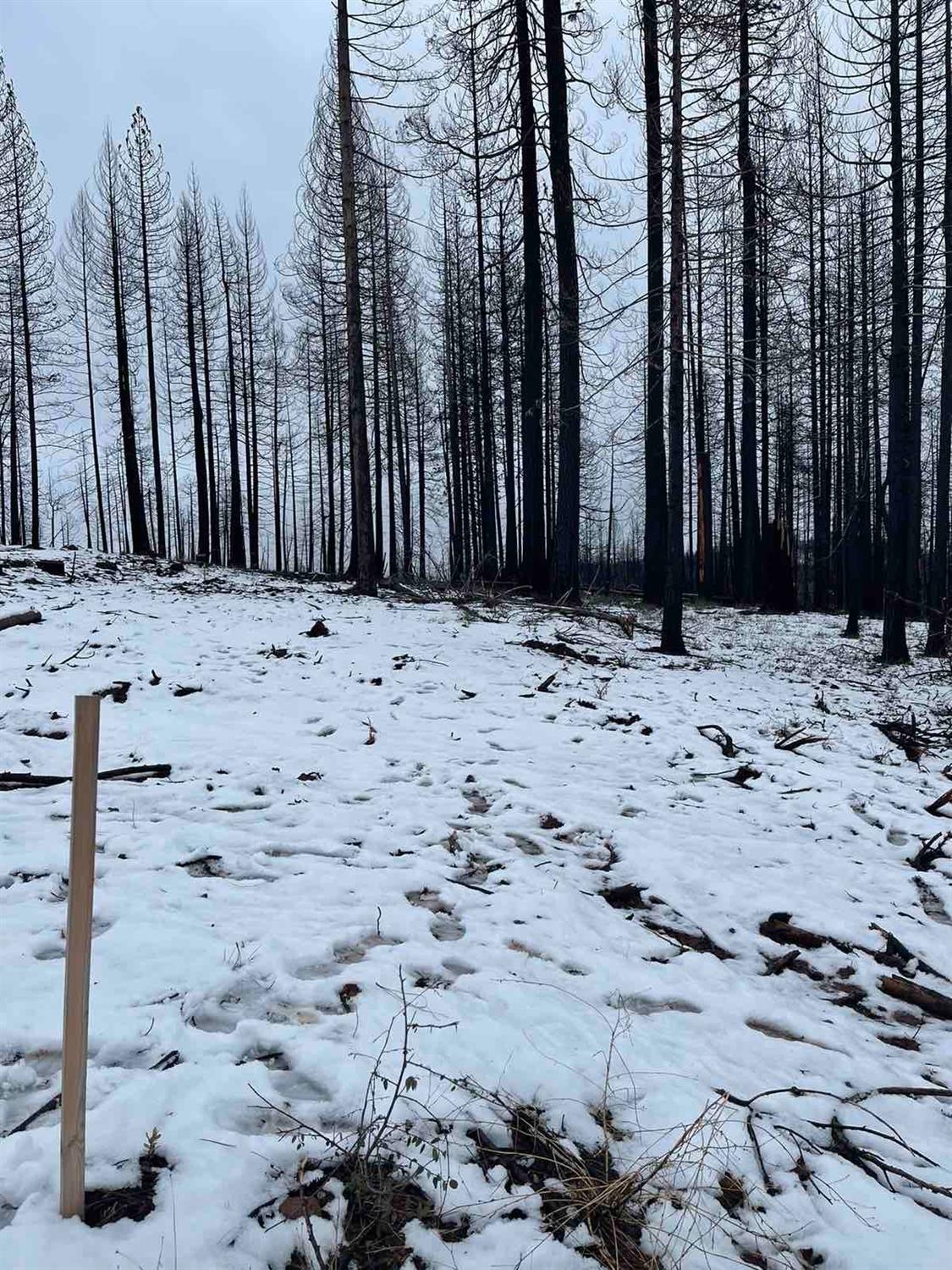 Photo of 4936 Coralaine Dr in Grizzly Flats, CA