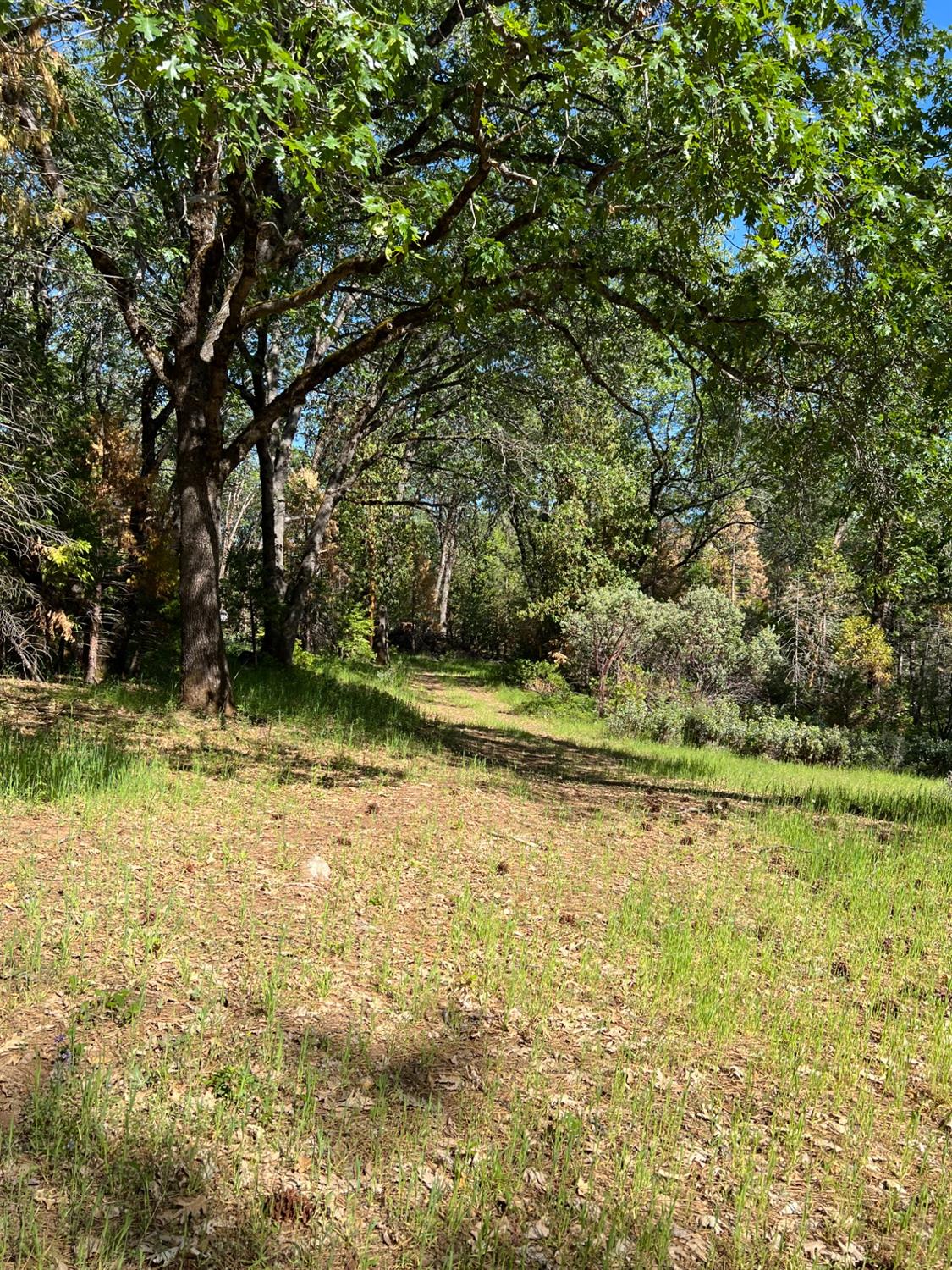 Kuntz Court, Nevada City, California image 11