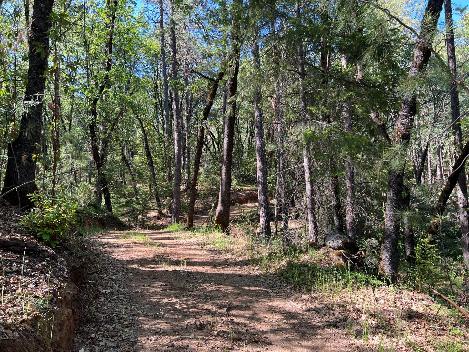 Kuntz Court, Nevada City, California image 12