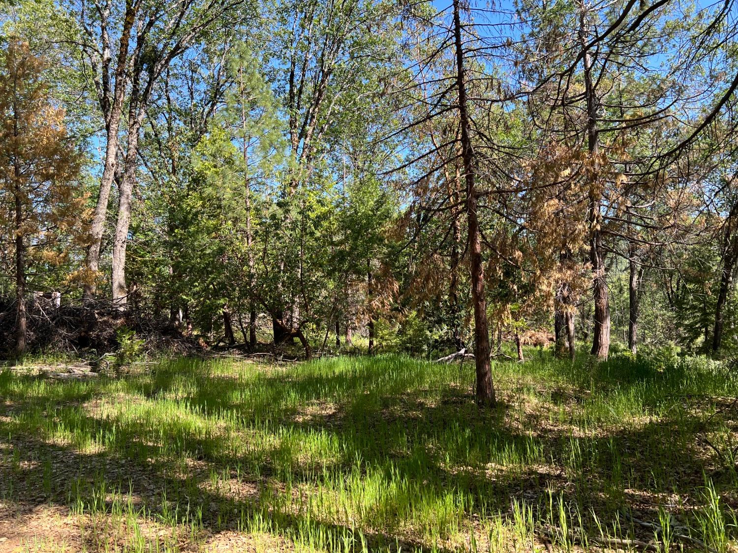 Kuntz Court, Nevada City, California image 9