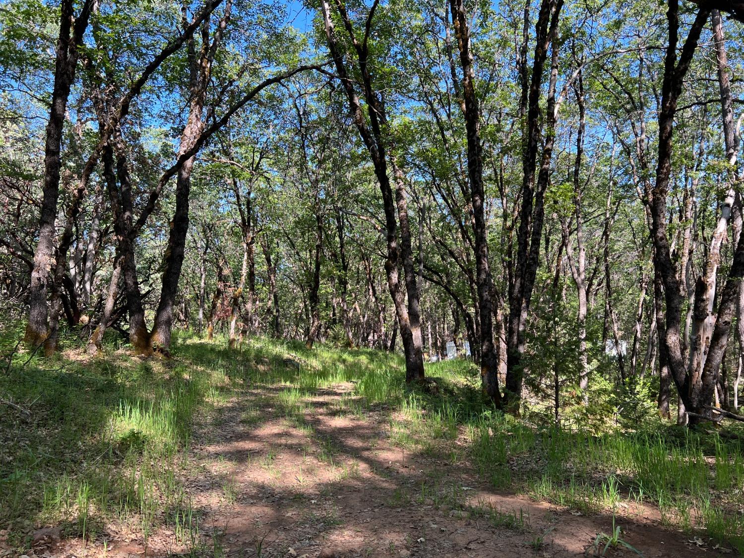 Kuntz Court, Nevada City, California image 13