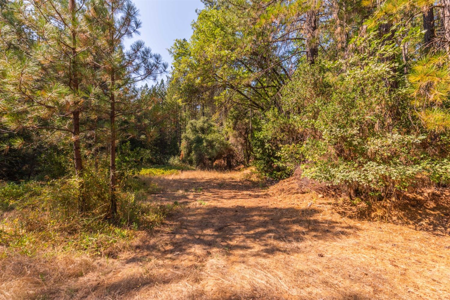 Railroad Flat Road, Wilseyville, California image 17